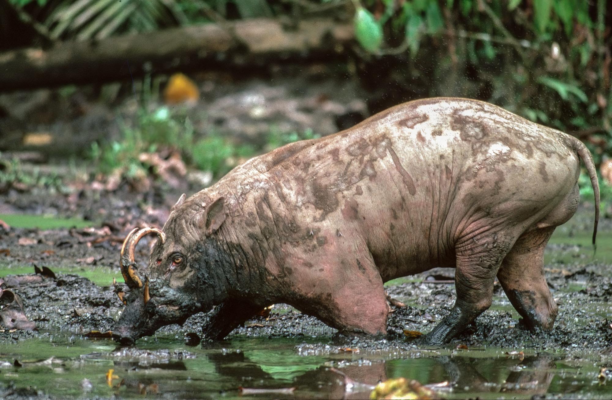 Babiroussa , Sulawesi