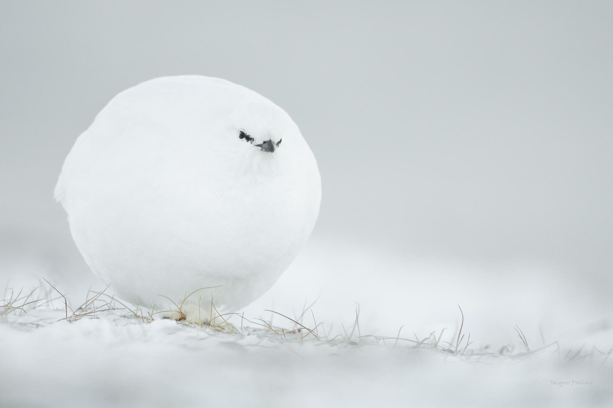 "Poule de neige" Svalbard
