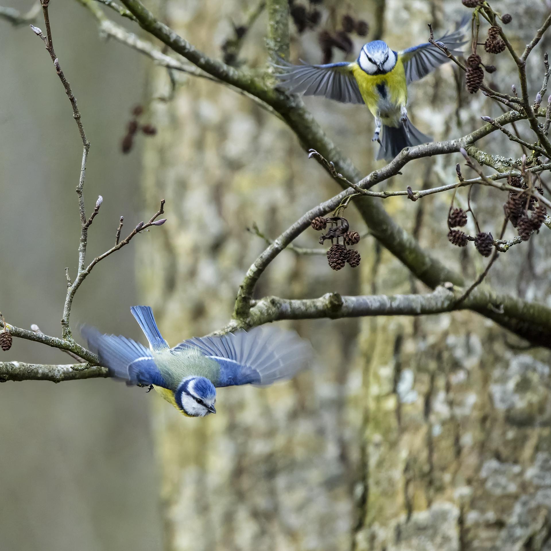 Mésanges bleues