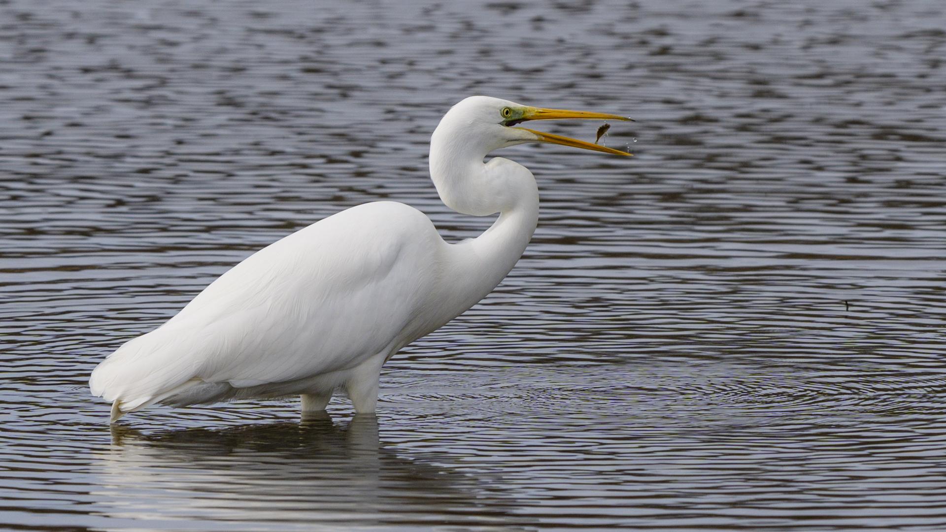 Grande aigrette