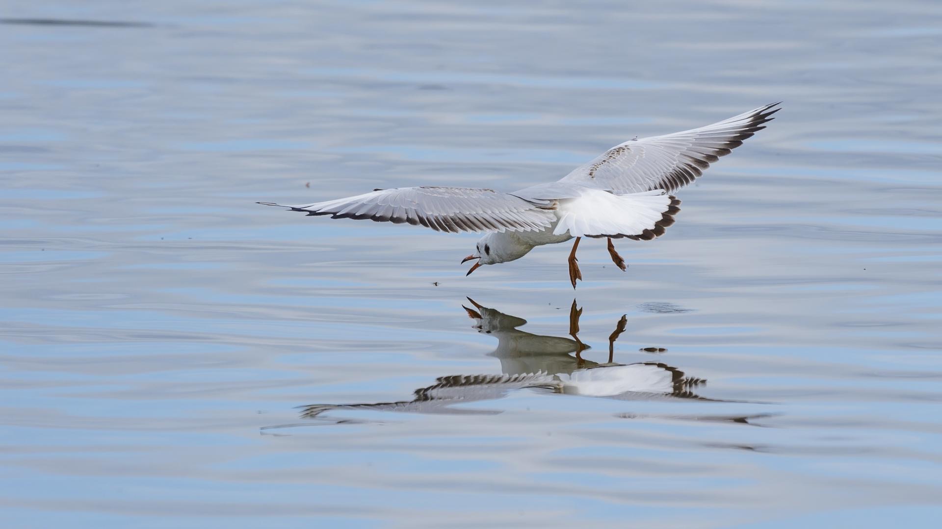 Mouette rieuse