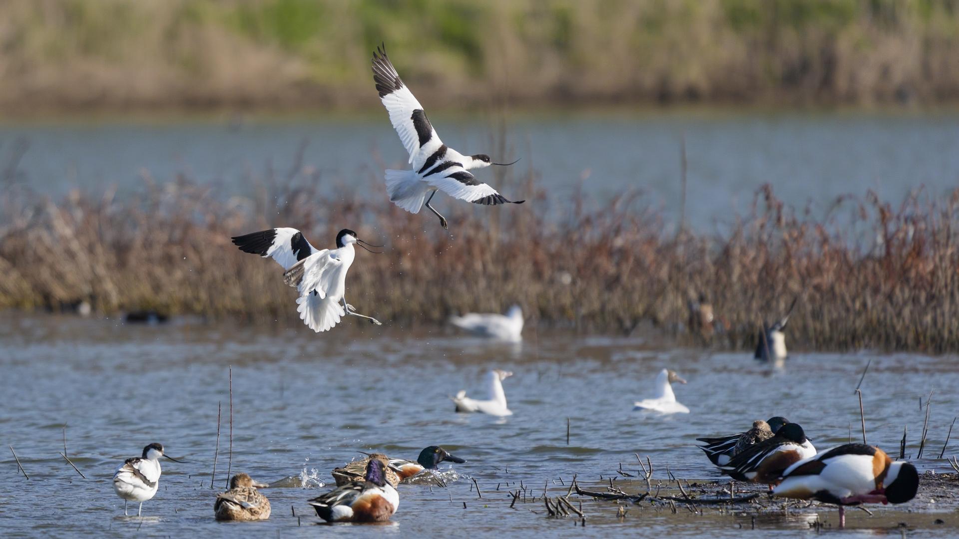 Avocettes