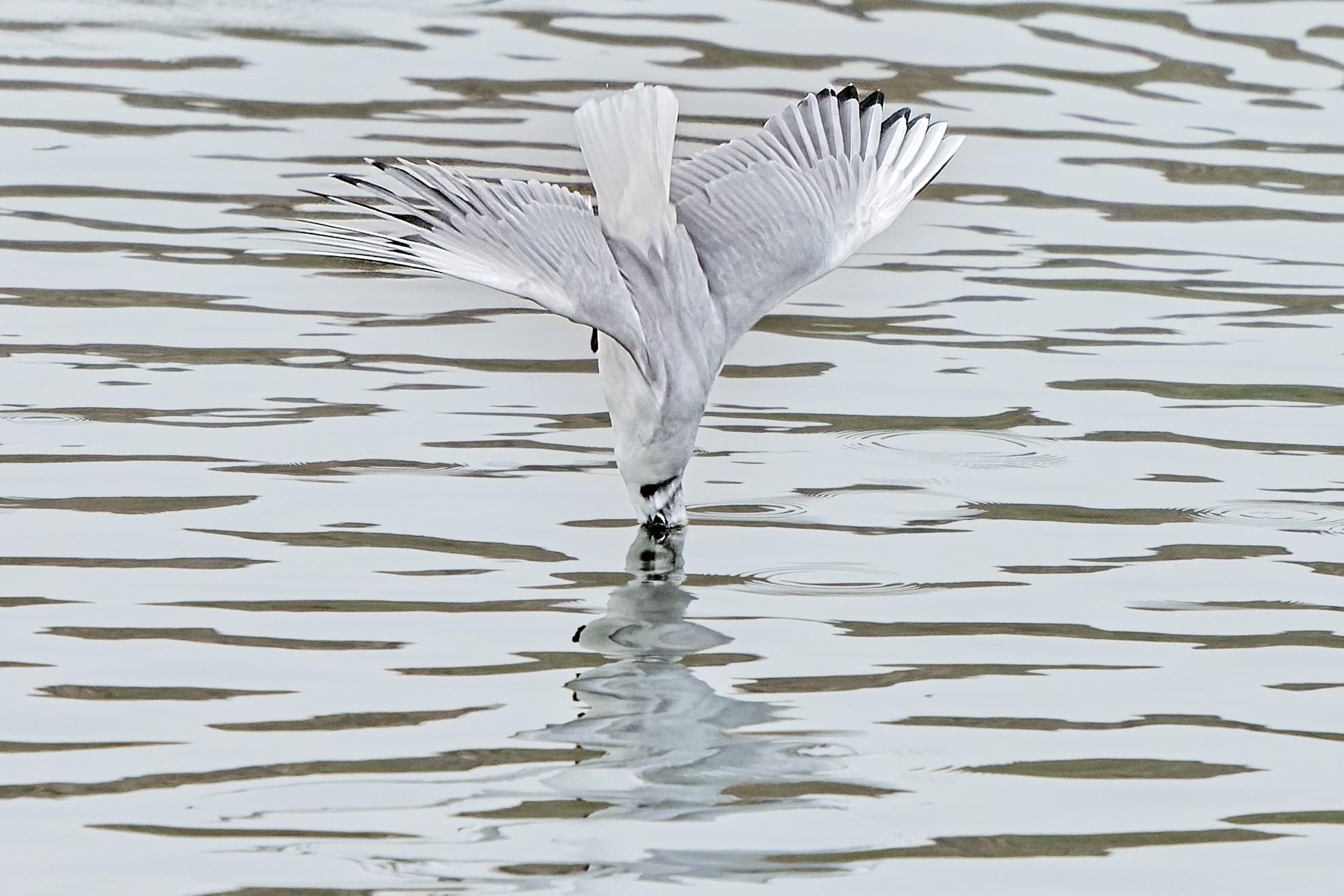 plongeon