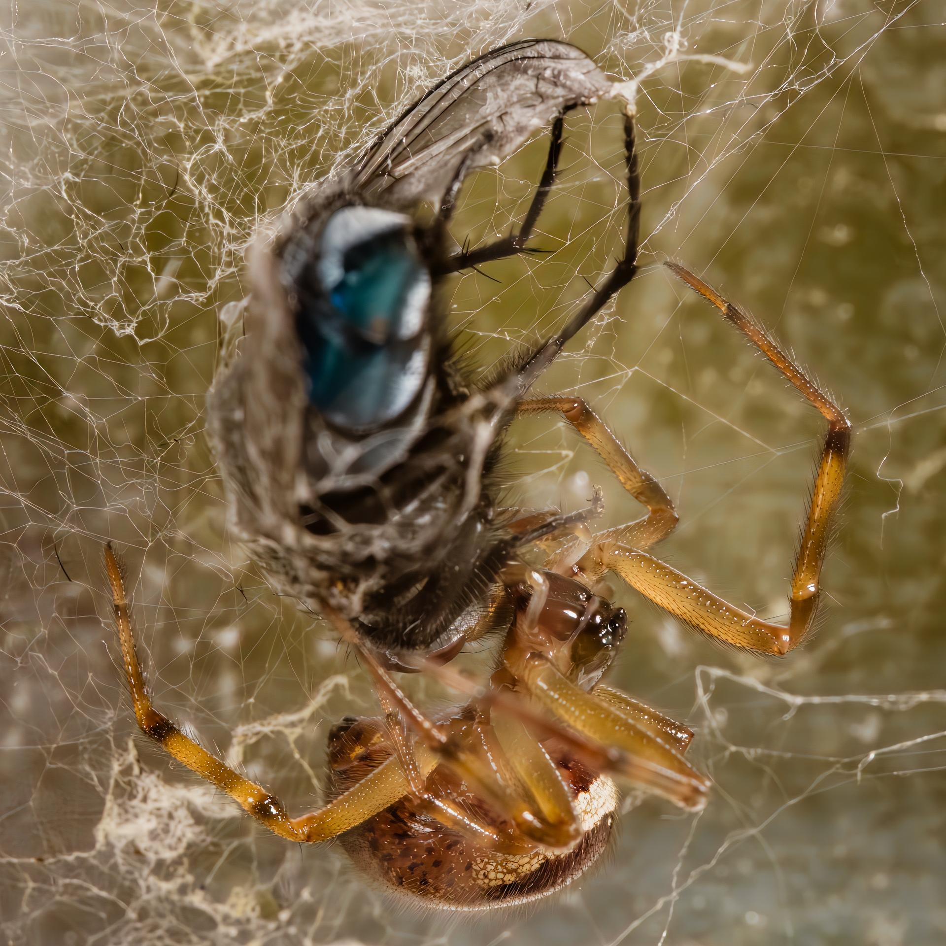 Steatoda nobilis mâle en plein repas