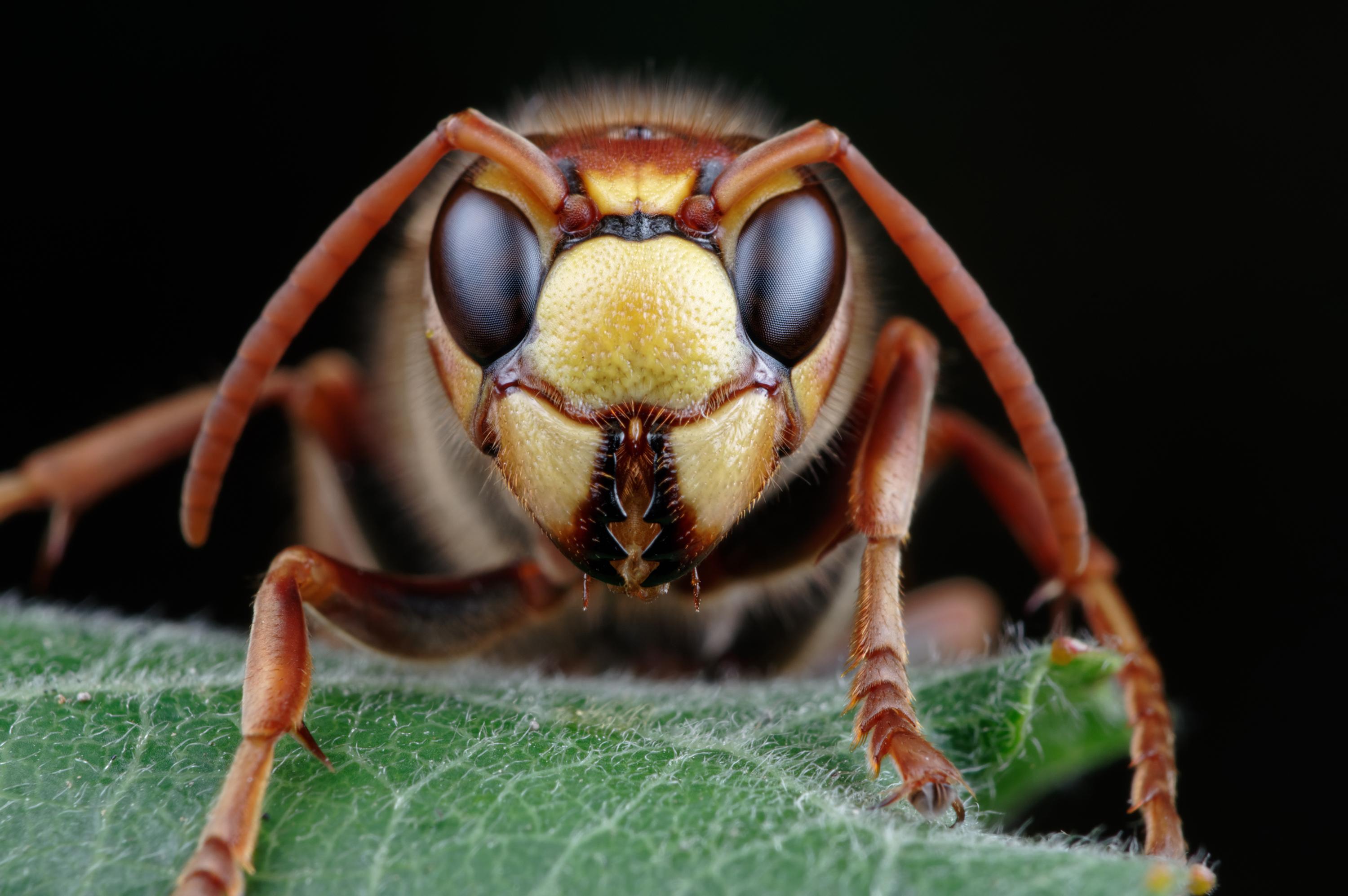  Vespa crabro