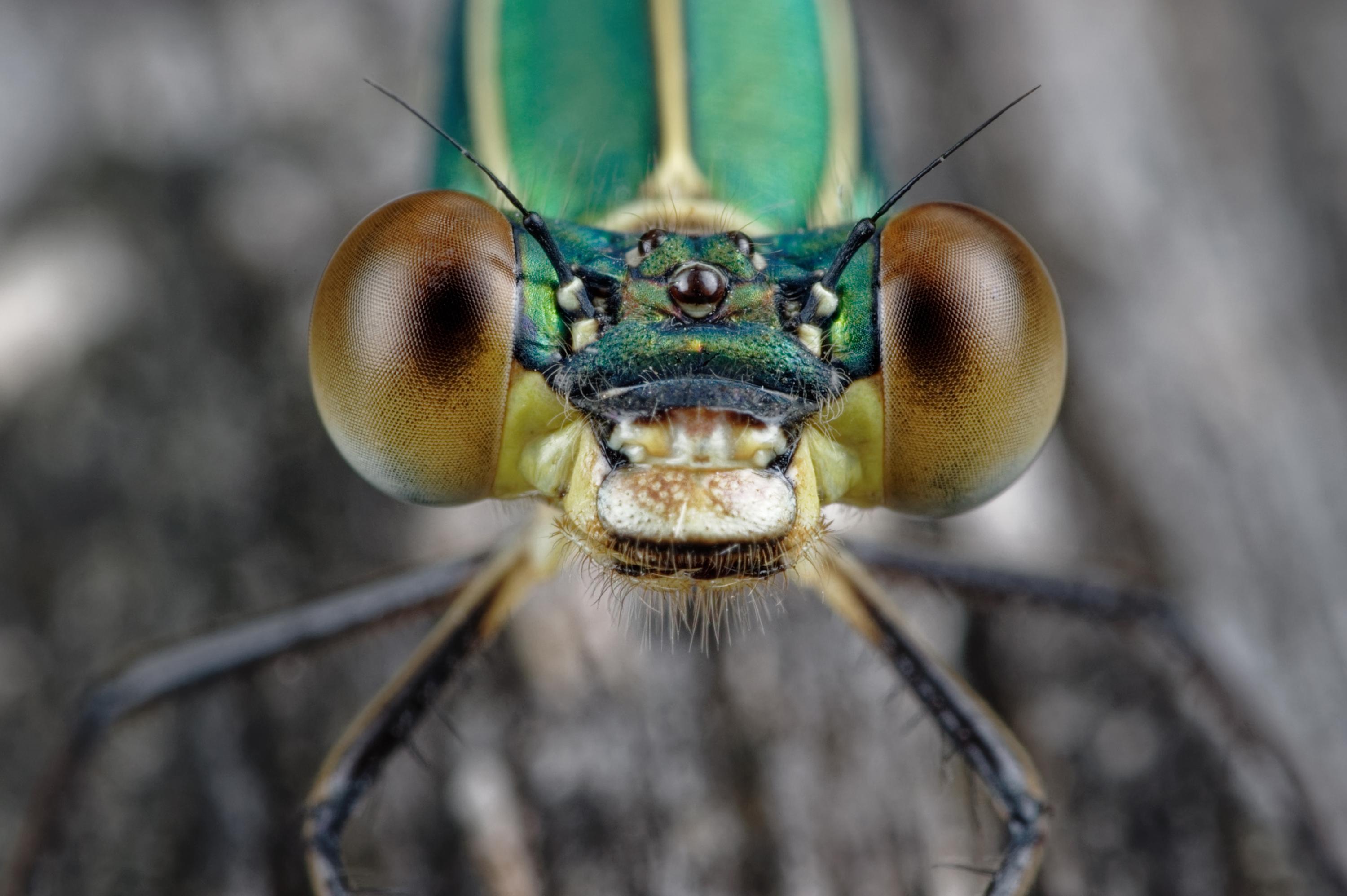 Chalcolestes viridis