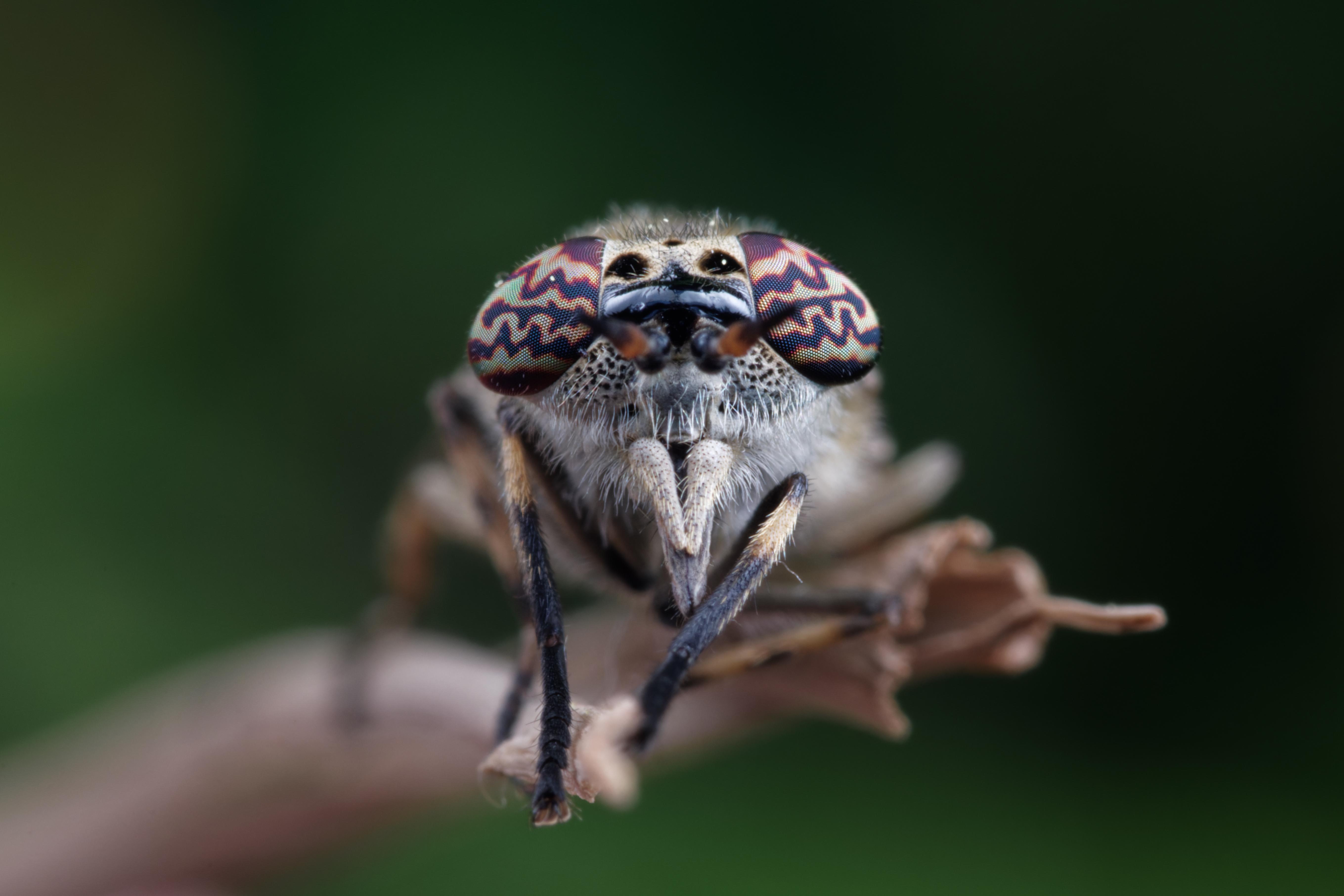 Haematopota pluvialis