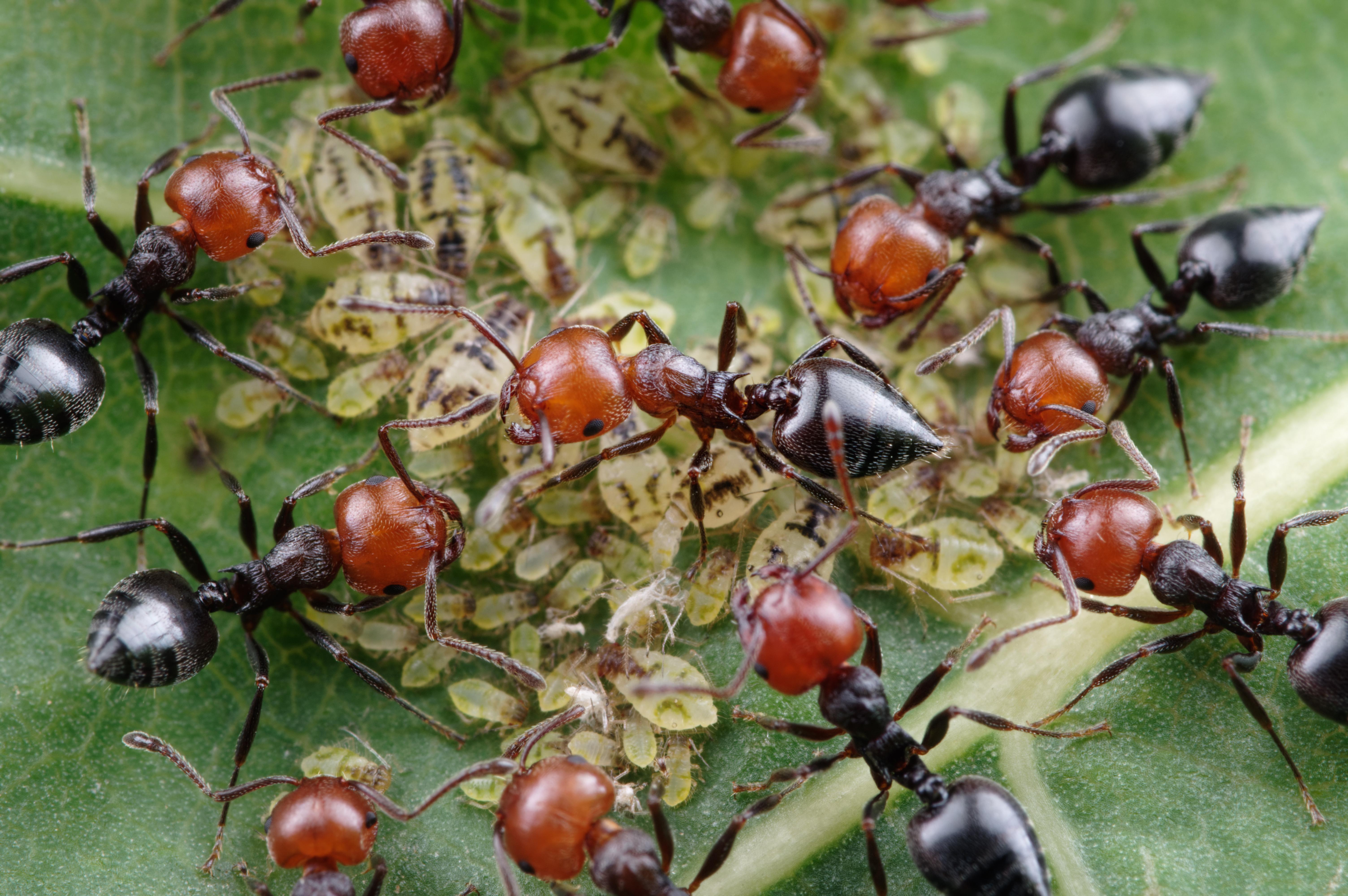 Crematogaster scutellaris