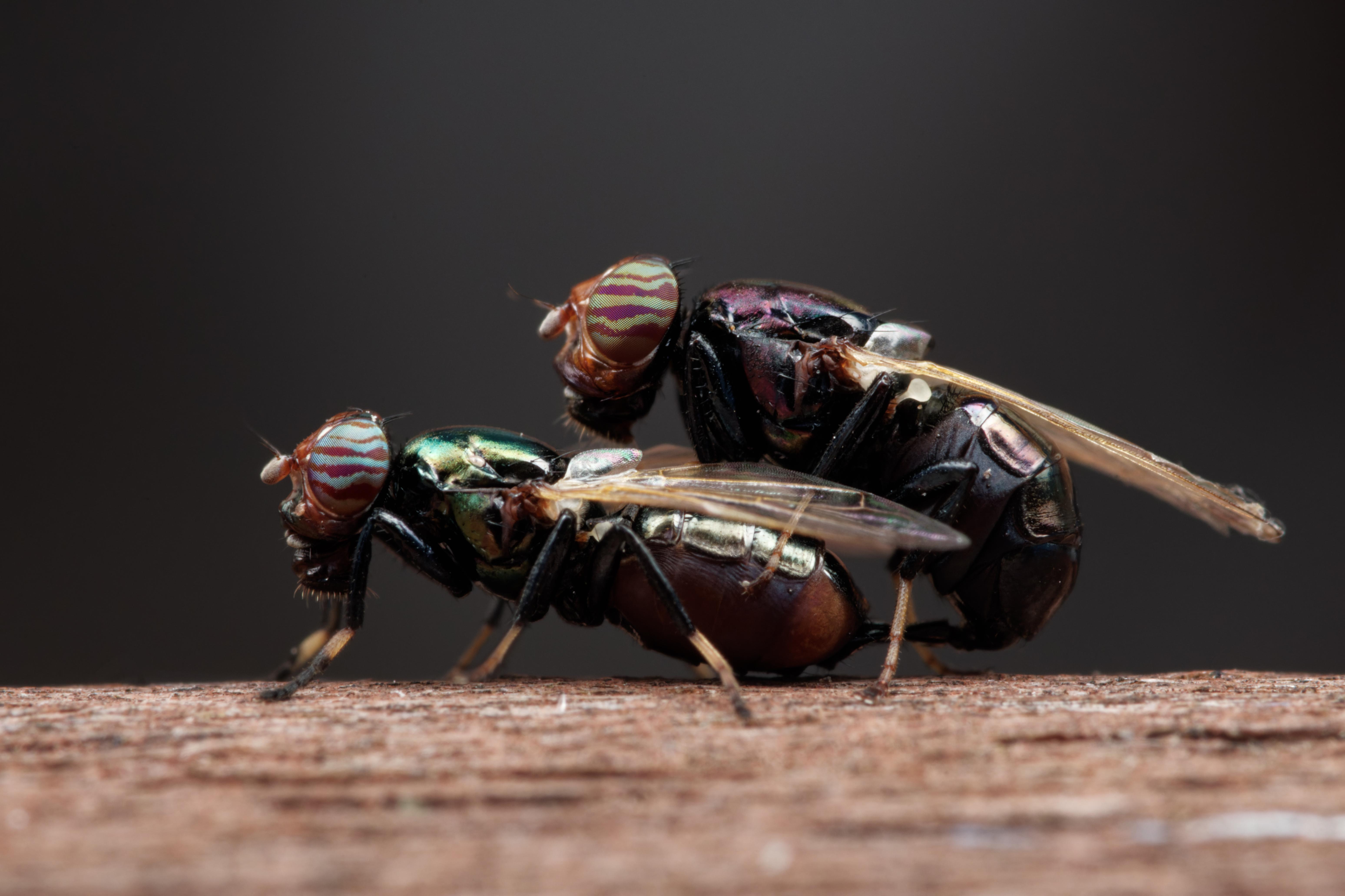 Physiophora alceae