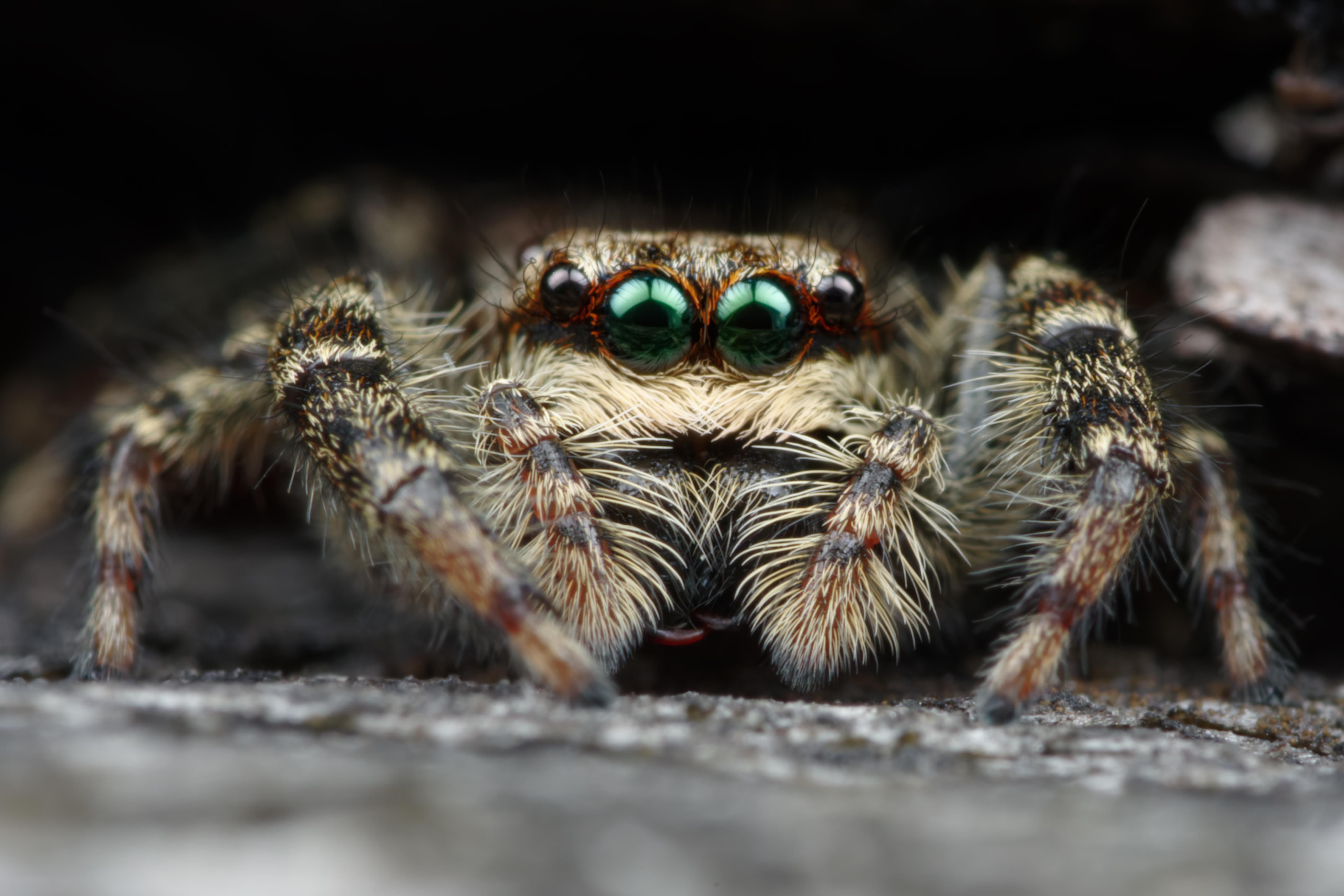 Marpissa muscosa