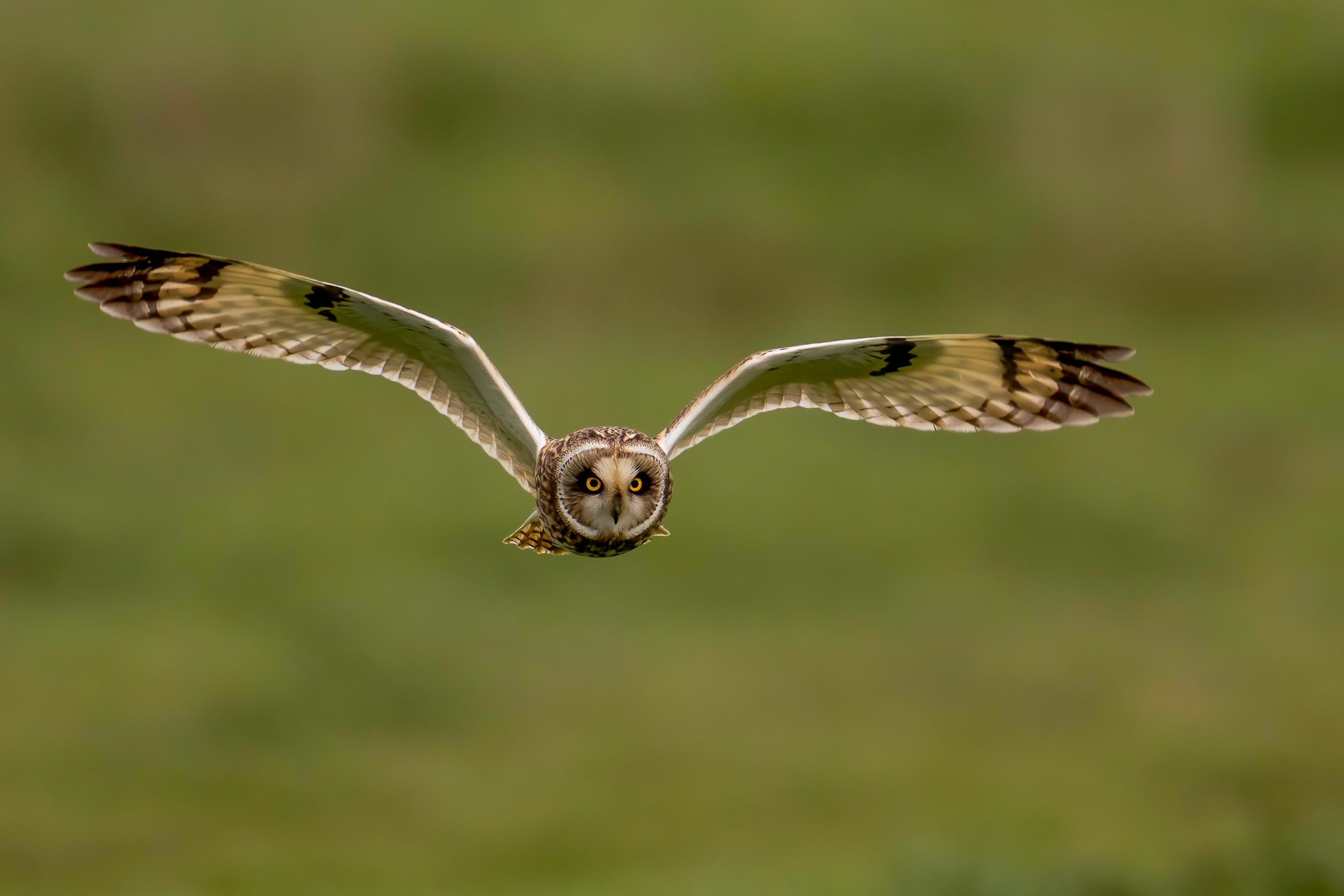 hibou des marais