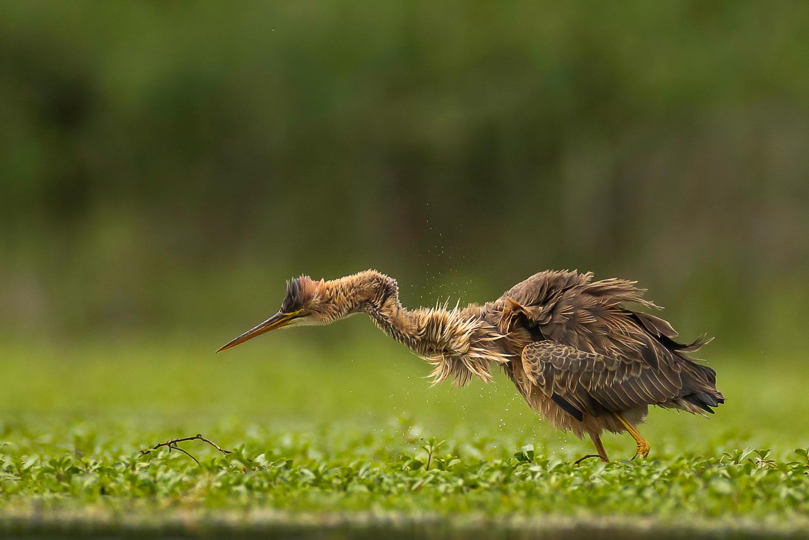 heron pourpre