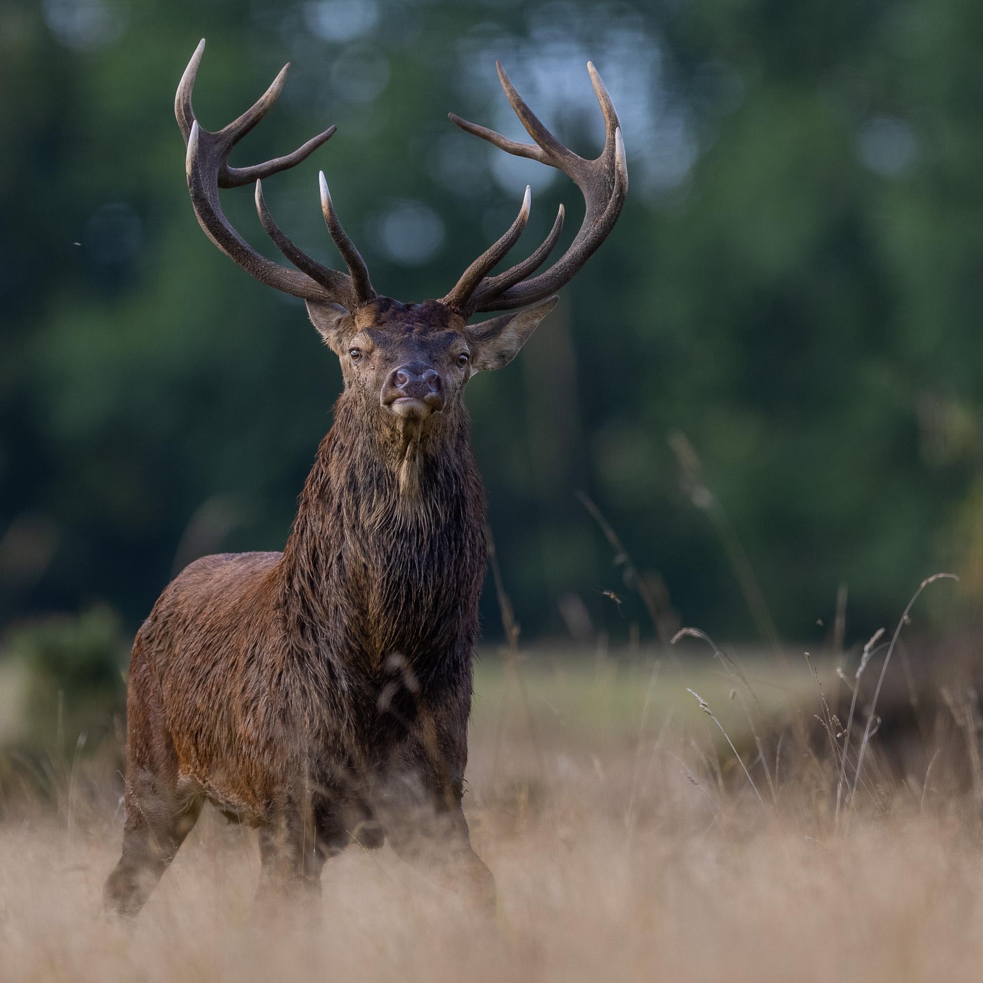 cerf