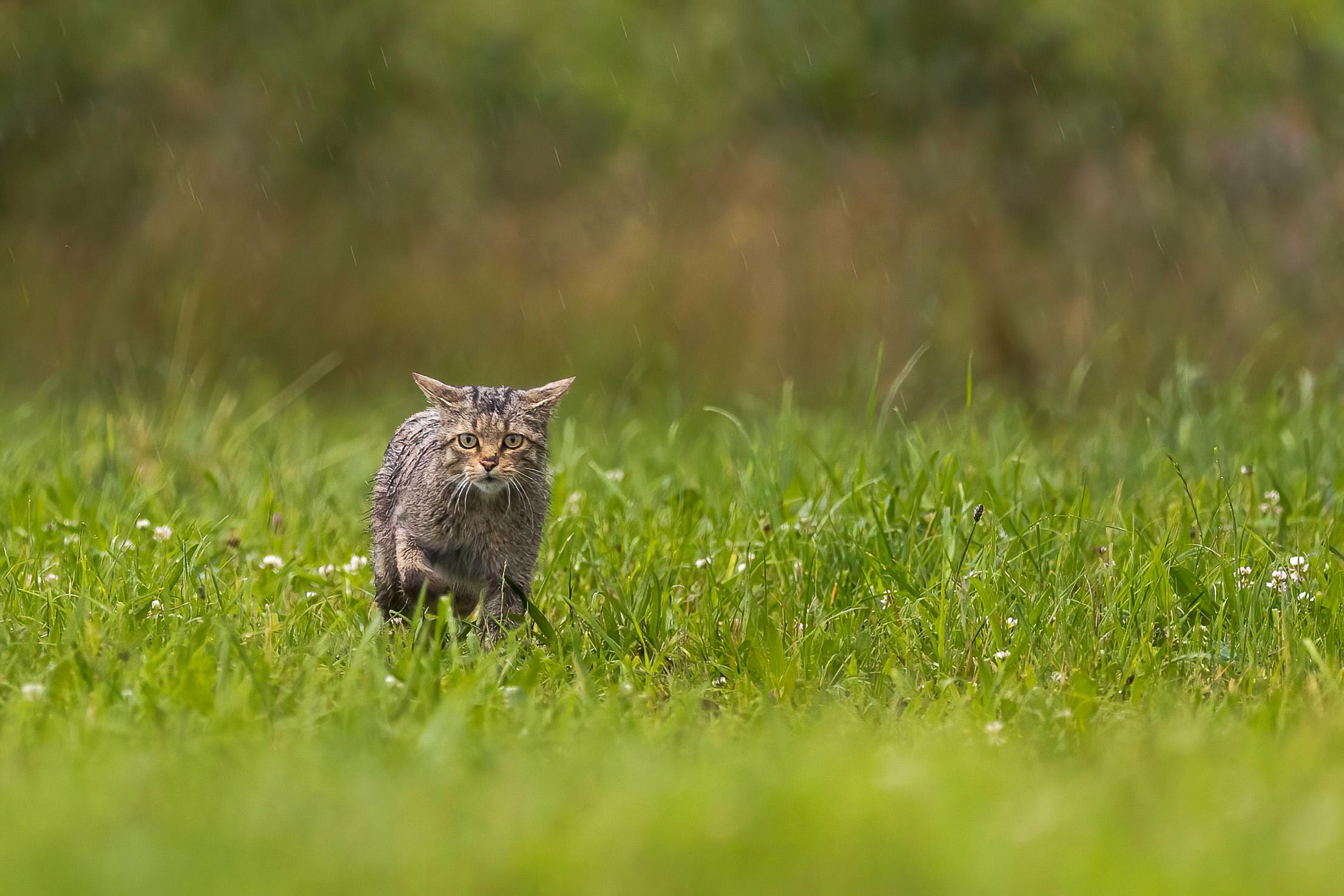 chat forestier