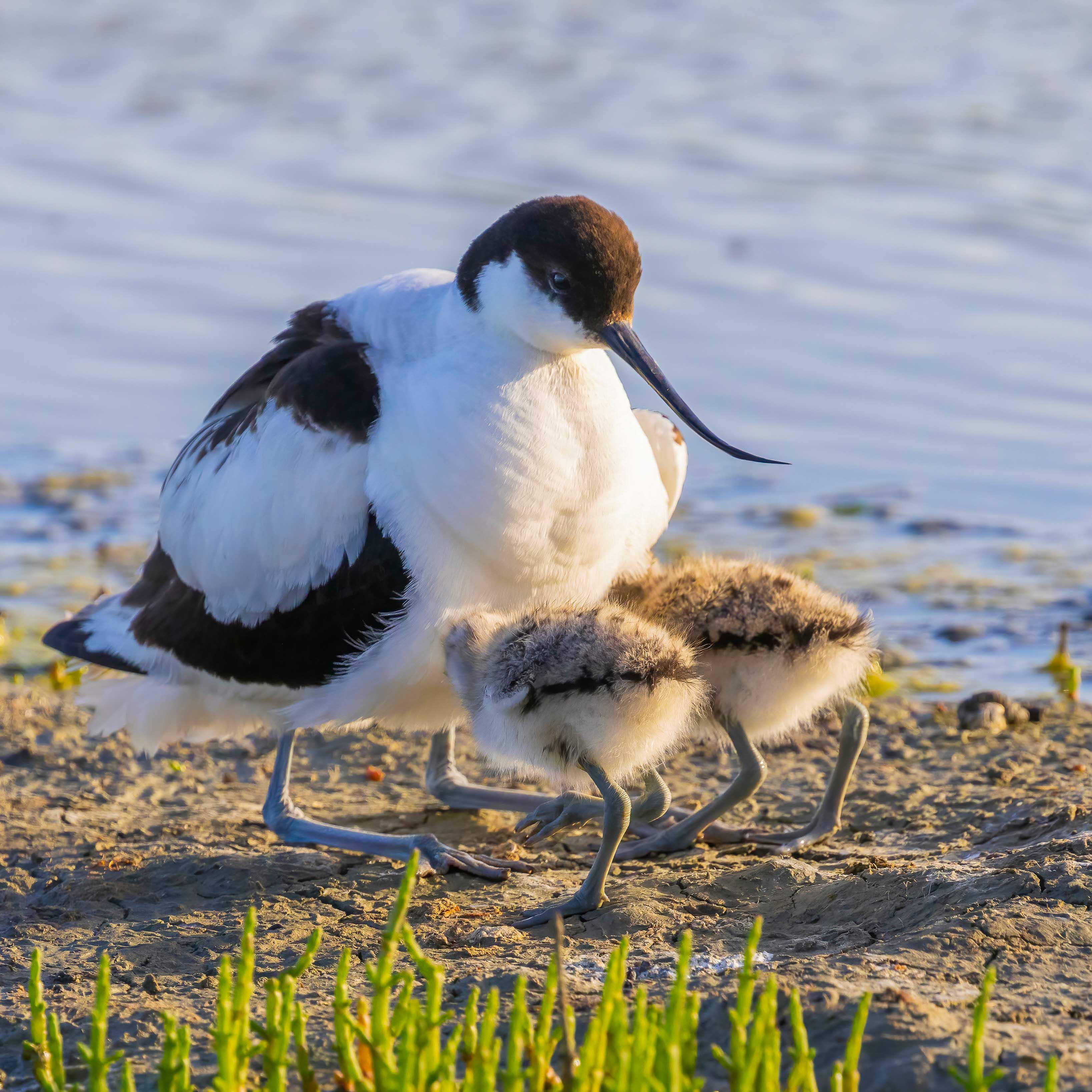 avocette et ses petits