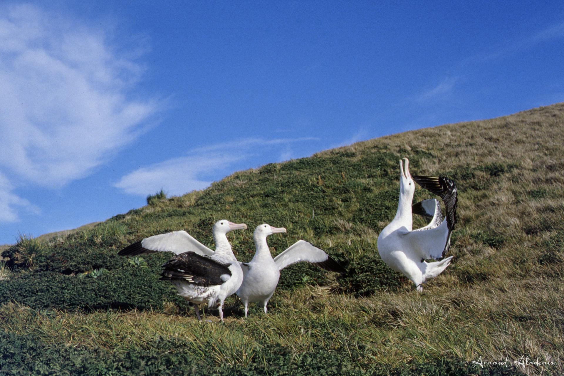 Grand Albatros (Diomedea exulans) - Parade nuptiale - île Crozet - Scan d’une diapo Velvia 50 ASA- Nikon FE2 55mm - Le Seigneur des mers australes avec ses 3,2 mètres d’envergures. Photo prise à l’affût et protégé du vent.