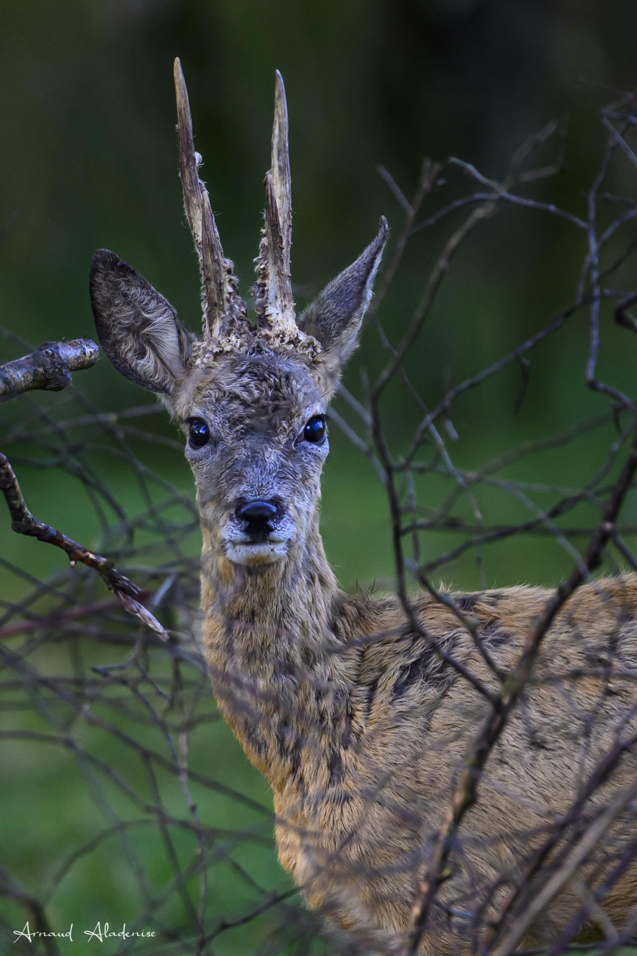 Chevreuil d’Europe (Capreolus capreolus) - Forêt de Bois D’Arcy (Yvelines) - Nikon Z8 400mm - Photo prise à l’approche - Je suis sous haute surveillance, je ne bouge plus !