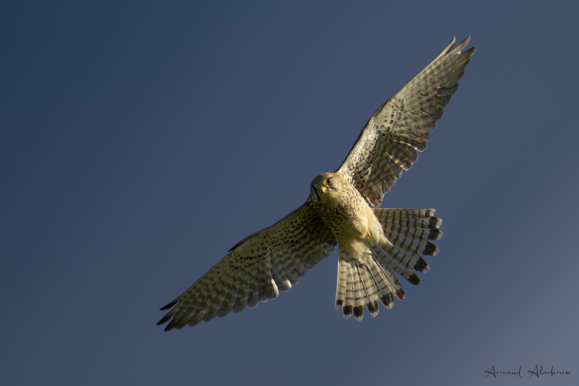 Faucon crécerelle (Falco tinnunculus) - Marais de Villers sur Mer (Calvados) - Nikon Z8 400mm - Moment de chasse