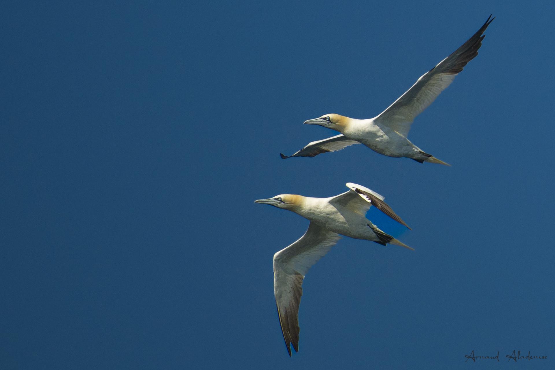 Fou de Bassan (Morus Bassanus) - Au large de l’île Rouzic (Côtes-d’Armor) - Nikon Z8 400mm à main levée sur bateau - Retour de pêche pour ces deux Fou de Bassan en route vers leurs nids sur Rouzic. Photo prise à main levée depuis un bateau.