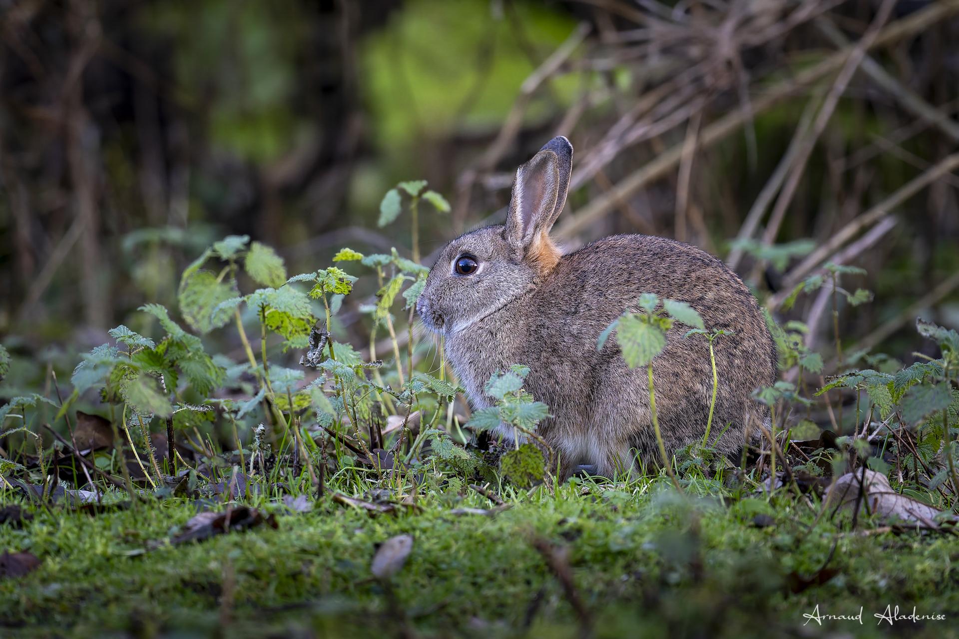 Lapin de Garenne (Oryctolagus cuniculus) - Réserve Naturelle de Saint Quentin En Yvelines - Nikon Z8 400 mm - Photo prise à l’approche.
