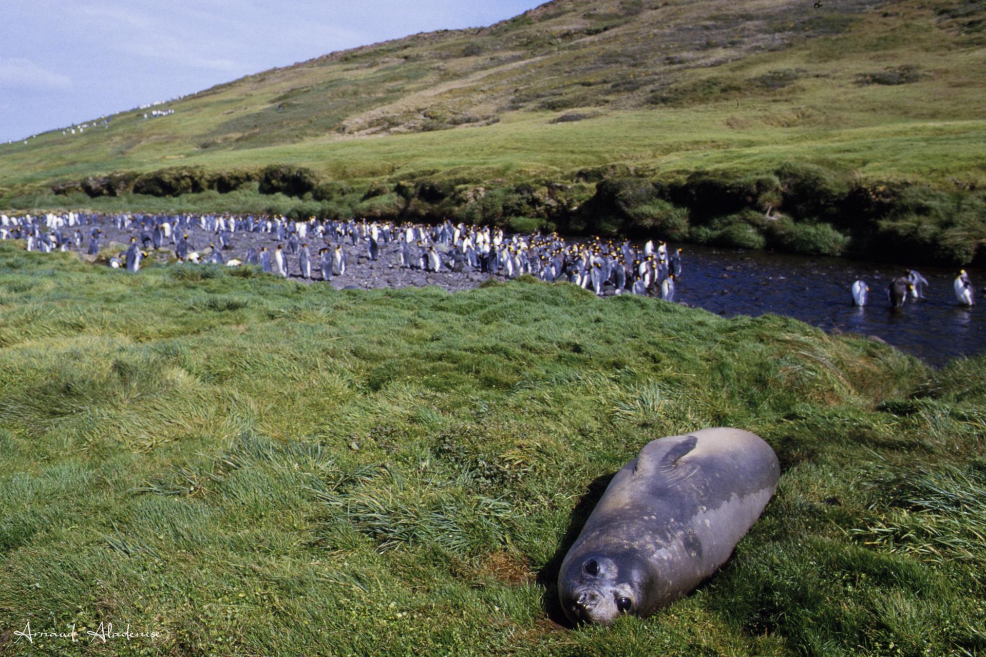 Eléphant de Mer (Mirounga Leonina) Jeune femelle au repos durant l’été austral - Île Crozet - Scan d’une diapo Velvia 50 ASA- Nikon FE2 55mm - Photo prise à l’approche. 