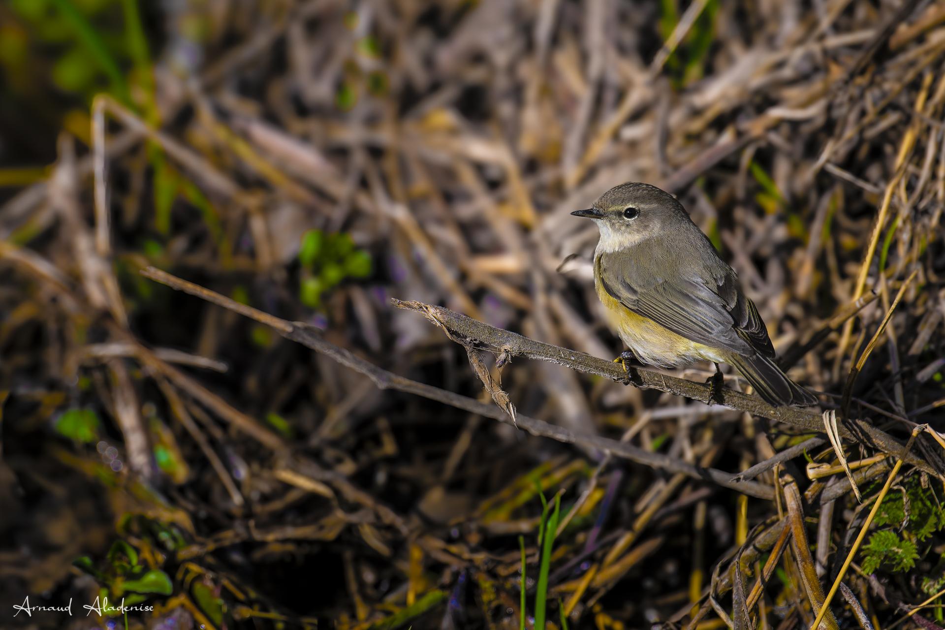 Pouillot véloce (Phylloscopus collybita) - Marais de Villers sur Mer (Calvados) - Nikon Z8 400mm - Photo prise au sol en début de soirée.