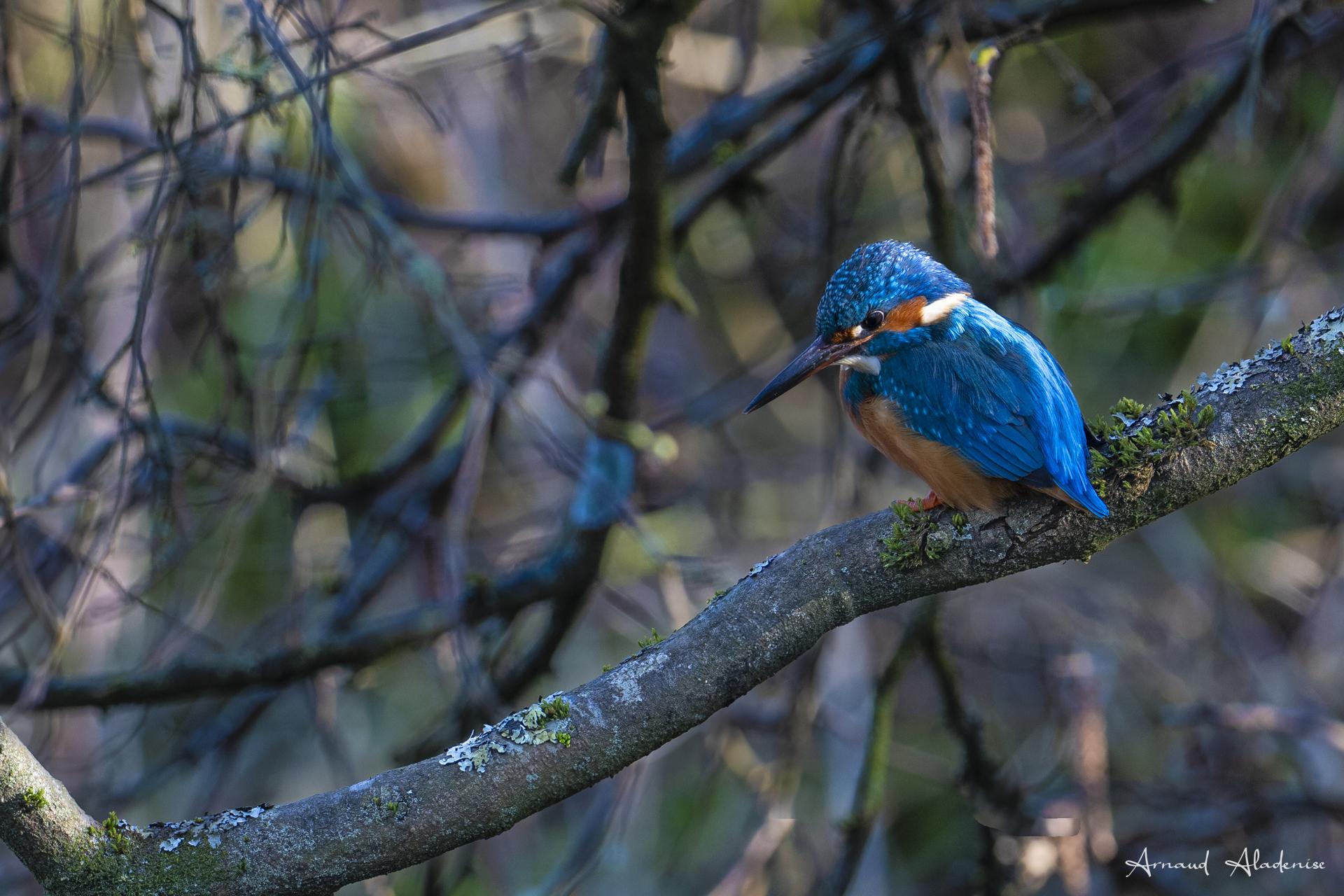 Martin-Pécheur d’Europe (Alcedo atthis) - Etang de la Geneste à Buc (Yvelines) - Nikon Z8 400mm - Photo prise à l’affût aux premiers rayons de soleil du matin.