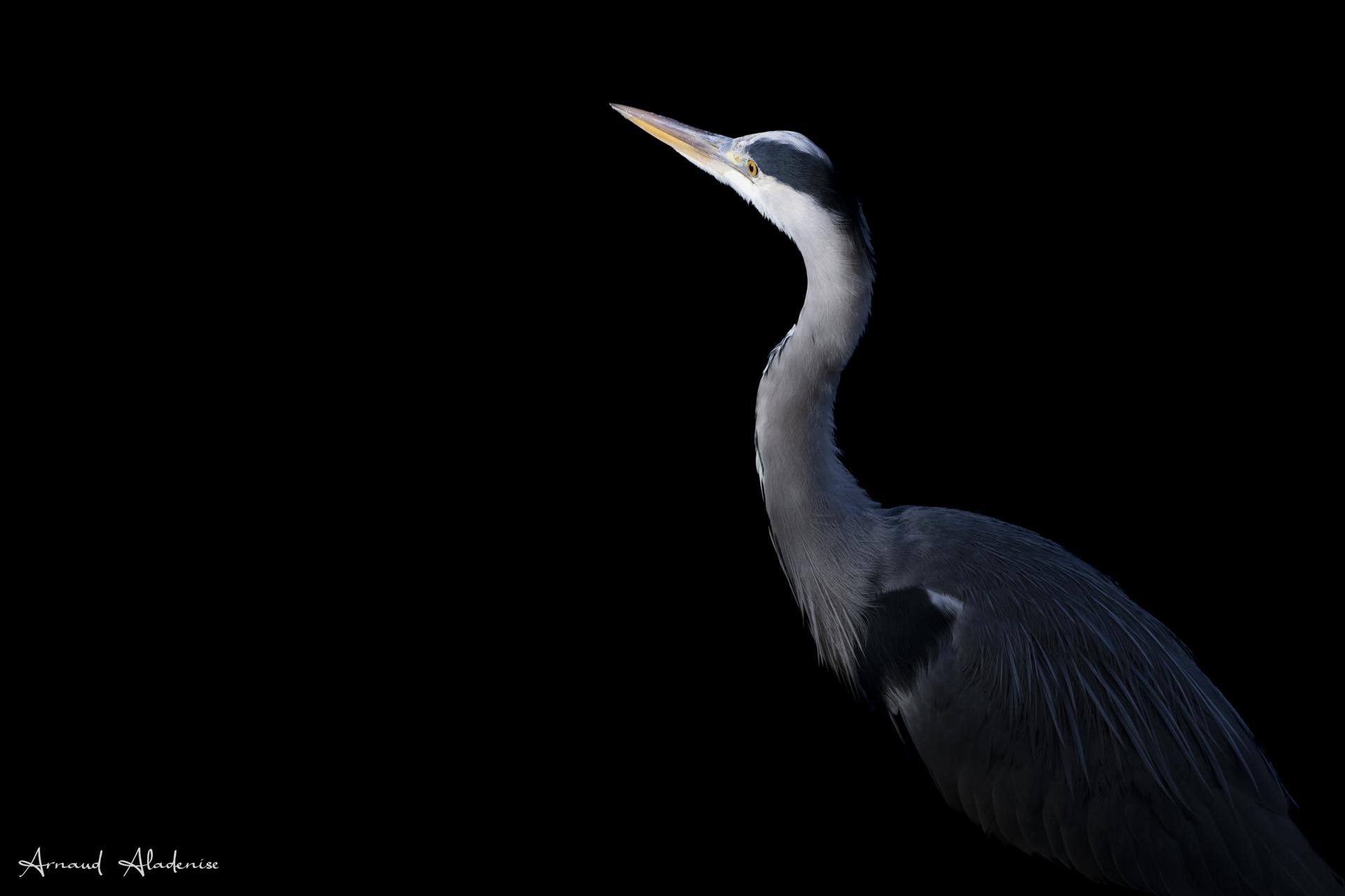 Héron Cendré (Ardea cinearea) - Etang de la Geneste à Buc (Yvelines) - Nikon Z8 400mm - Photo prise à l’approche dans une zône très boisée et sombre mais avec un puit de lumière.