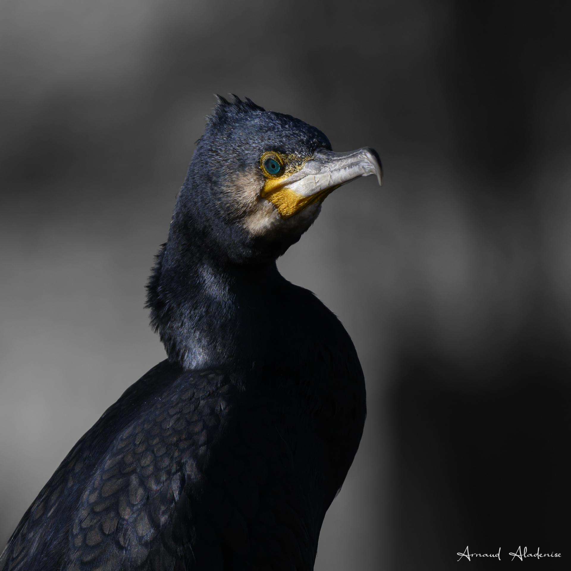 Cormoran huppée (Phalacrocorax aristotelis) - Lac de Bois D’Arcy (Yvelines) - Nikon Z8 560 mm - Photo prise au pied sous affût sommaire. Travail sur les couleurs foncées dans une lumière matinale hivernale.