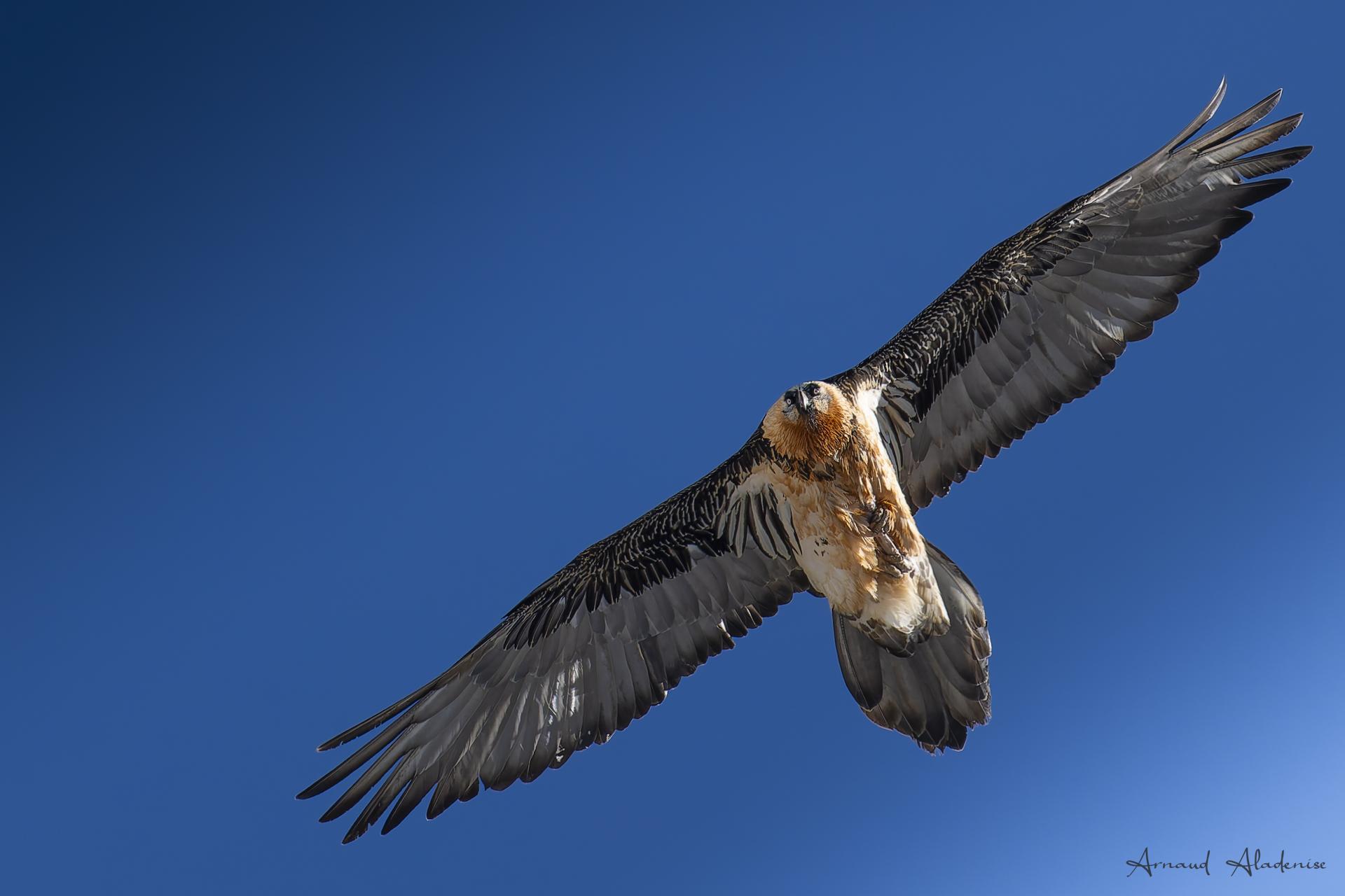 Gypaète barbu (Gypaetus barbatus) - Pralognan La Vanoise Mont Bochor 2000 mètres - Le Gypaète va casser l’os transporté sur une zône de rochers - Nikon Z8 560mm à main levée - Photo prise les pieds dans le neige au mois de février 2025 alors que son couple couve leur oeuf