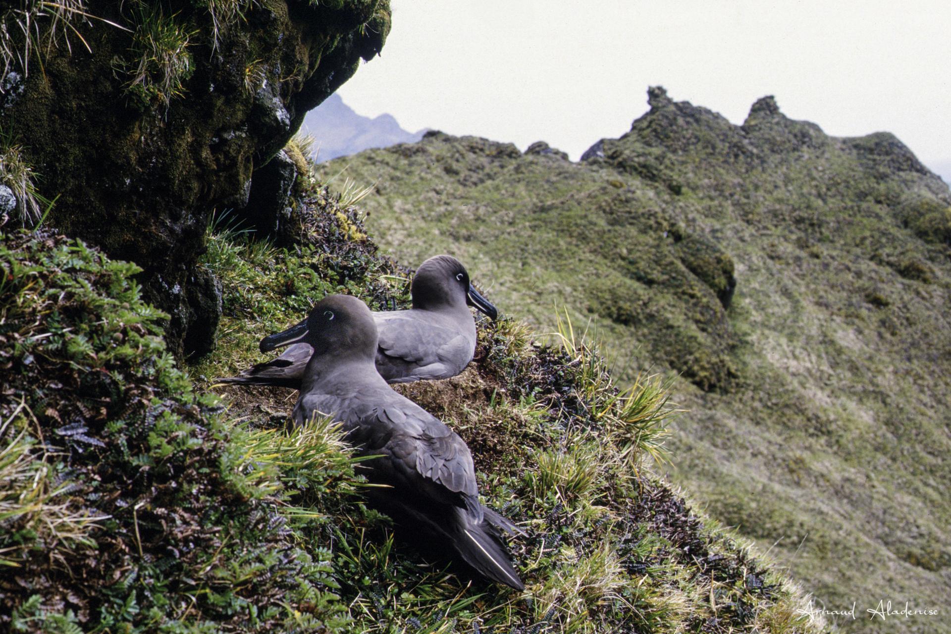 Albatros fuligineux à dos clair (Phoebatria palpebrata) - Couple au nid, île Crozet - Nikon FE2 105mm - Scan d’une diapo Velvia 50 ASA - Photo prise après une longue approche au dessus des falaises abruptes face à la mer. Cet albatros pèse 2 à 3 kgs pour une envergure de 2 mètres.