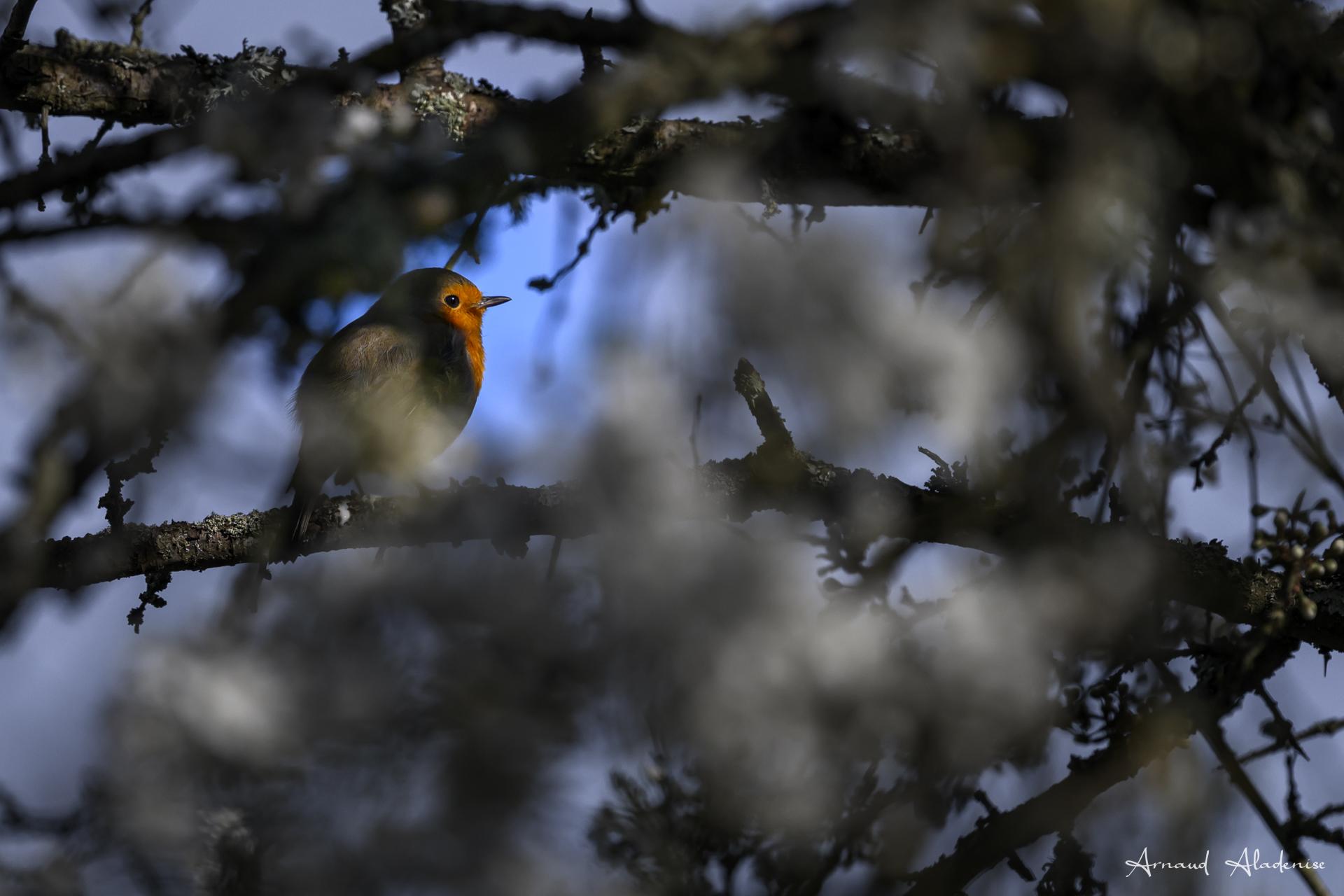 Rougegorge familier (Erithacus rubecula) - Marais de Villers sur Mer (Calvados) - Nikon Z8 400mm - Chant du soir - Photo prise à l’approche en fin de soirée durant une séance sur des chevreuils.