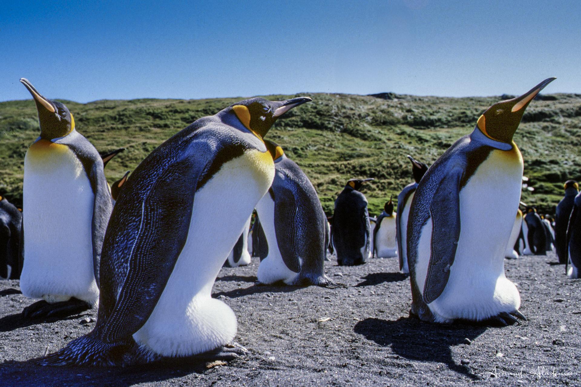 Manchot Royal (Aptenodytes Patagonia) - Colonie Île Crozet - Période de la ponte, l’oeuf est caché sur leurs pattes et à l’abris dune poche incubatrice - Nikon FE2 55mm - Scan d’une diapo Velvia 50 ASA - Pour ne pas effrayer les manchots et leurs couvées, j’ai rampé au sol sur 50 mètres pour me rapprocher des oiseaux qui sont d’un naturel curieux. L’oiseau vous donnera un petit coup de bec - qui pique et qui pince - si vous rentrez dans leur zône de sécurité. 