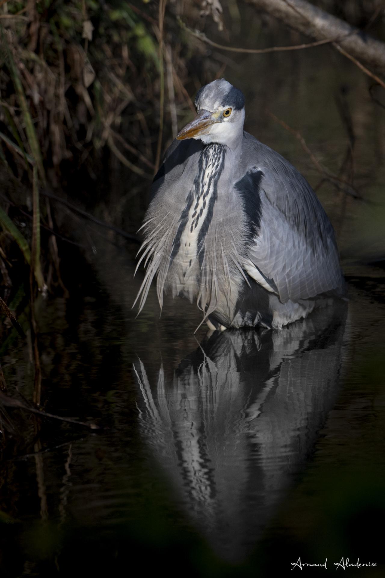 Héron Cendré (Ardea cinearea) - Etang de la Geneste à Buc (Yvelines) - Nikon Z8 400mm - Photo prise à l’affût sur sa zône de pêche. Lumière hivernale.