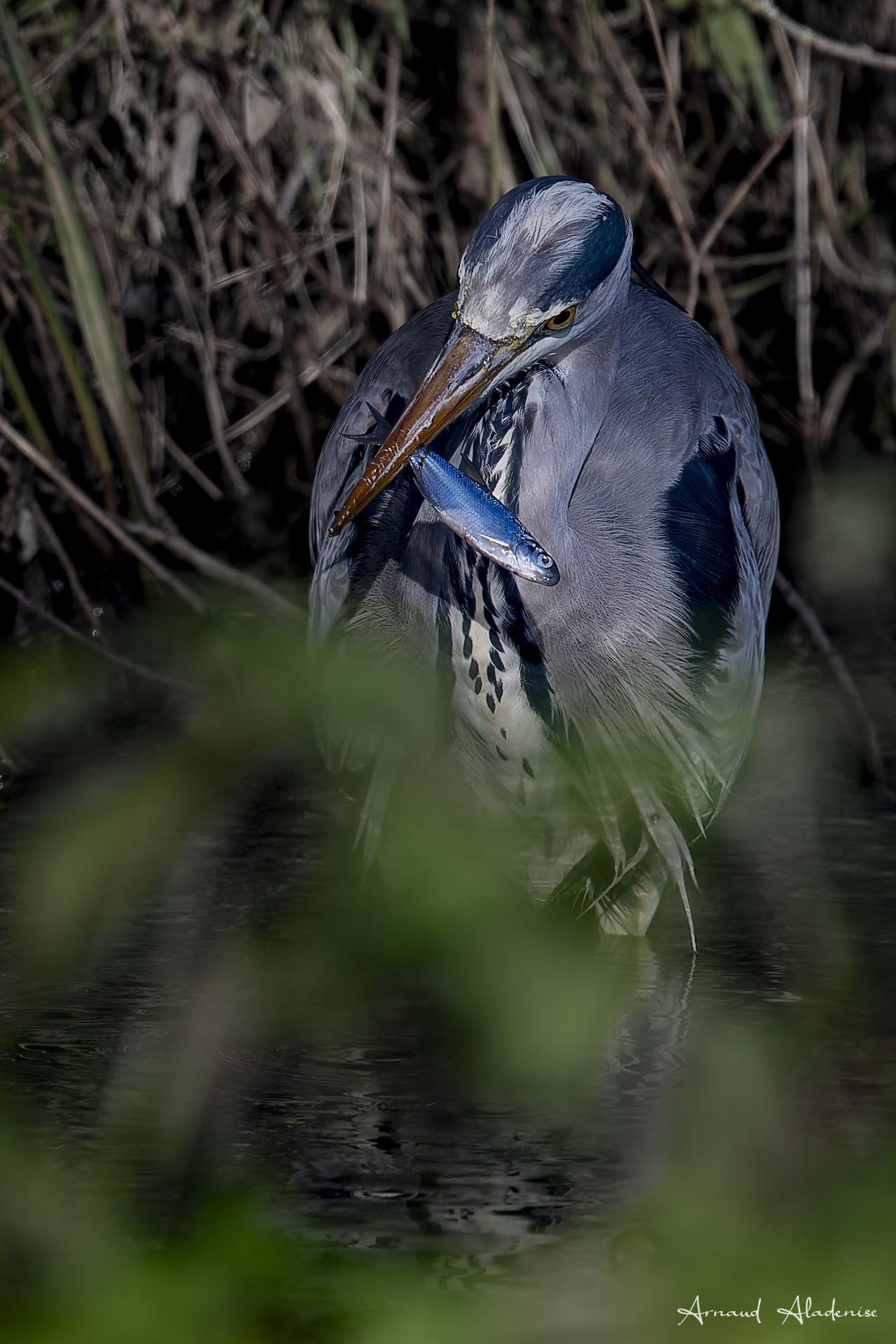 Héron Cendré (Ardea cinearea) - Etang de la Geneste à Buc (Yvelines) - Nikon Z8 400mm - Photo prise à l’affût sur sa zône de pêche. Lumière hivernale. 