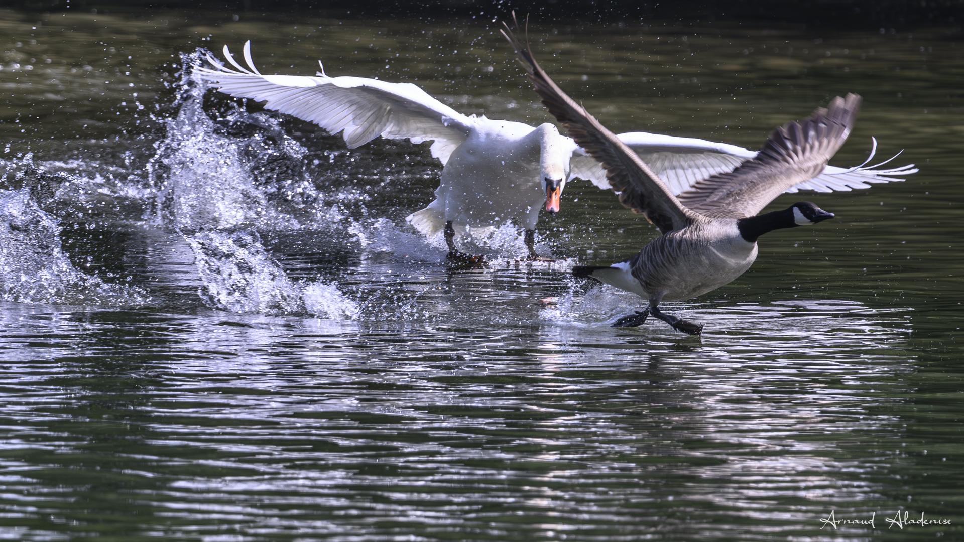 Bernache du Canada (Branta canadensis) et Cygne tuberculé (Cygnus Color)- La Bernache n’a pas compris les avertissements du cygne qui protège son nid tout proche - Etang de la Geneste à Buc (Yvelines) - Nikon Z8 400mm