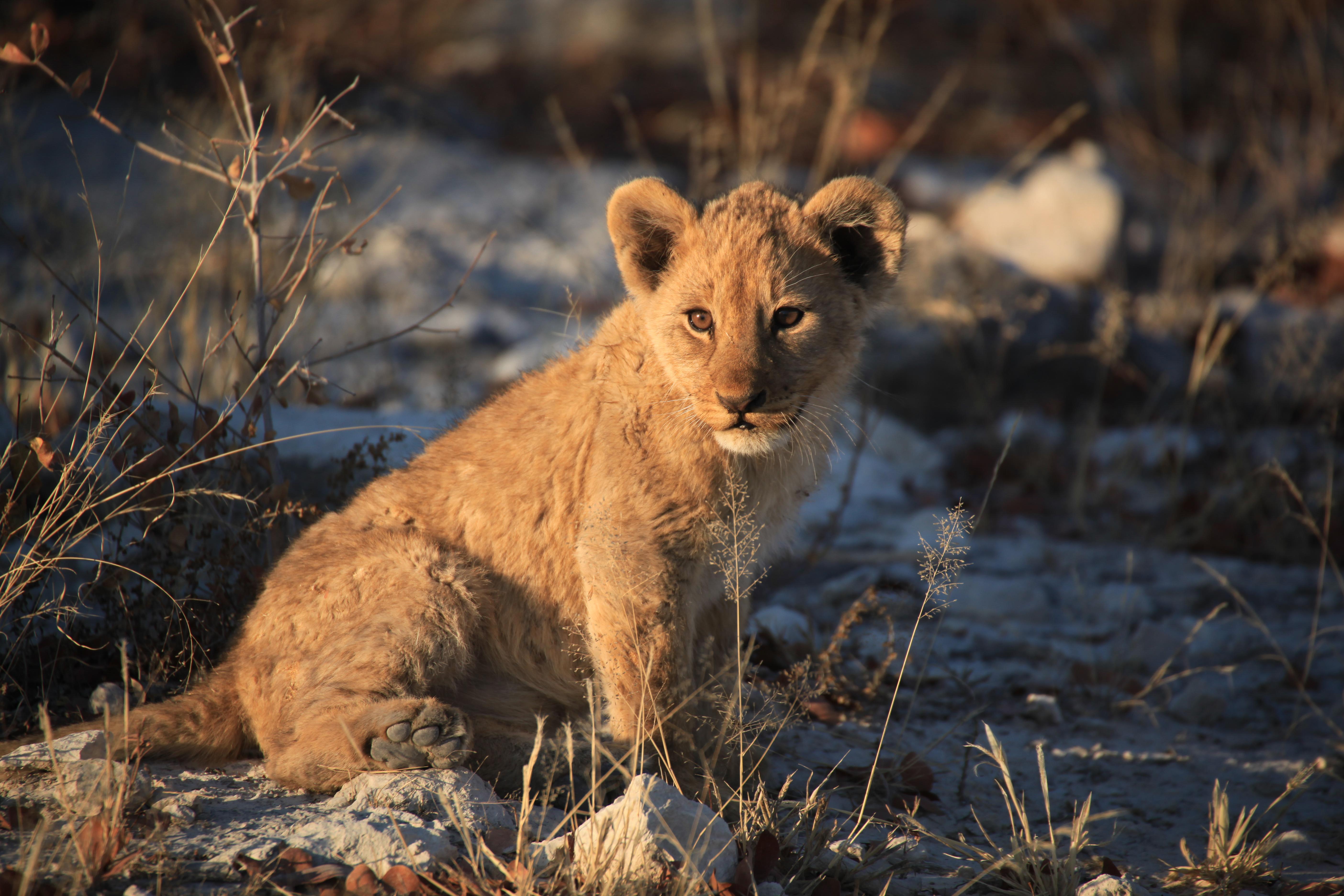Etosha 2014 - Lionceau 