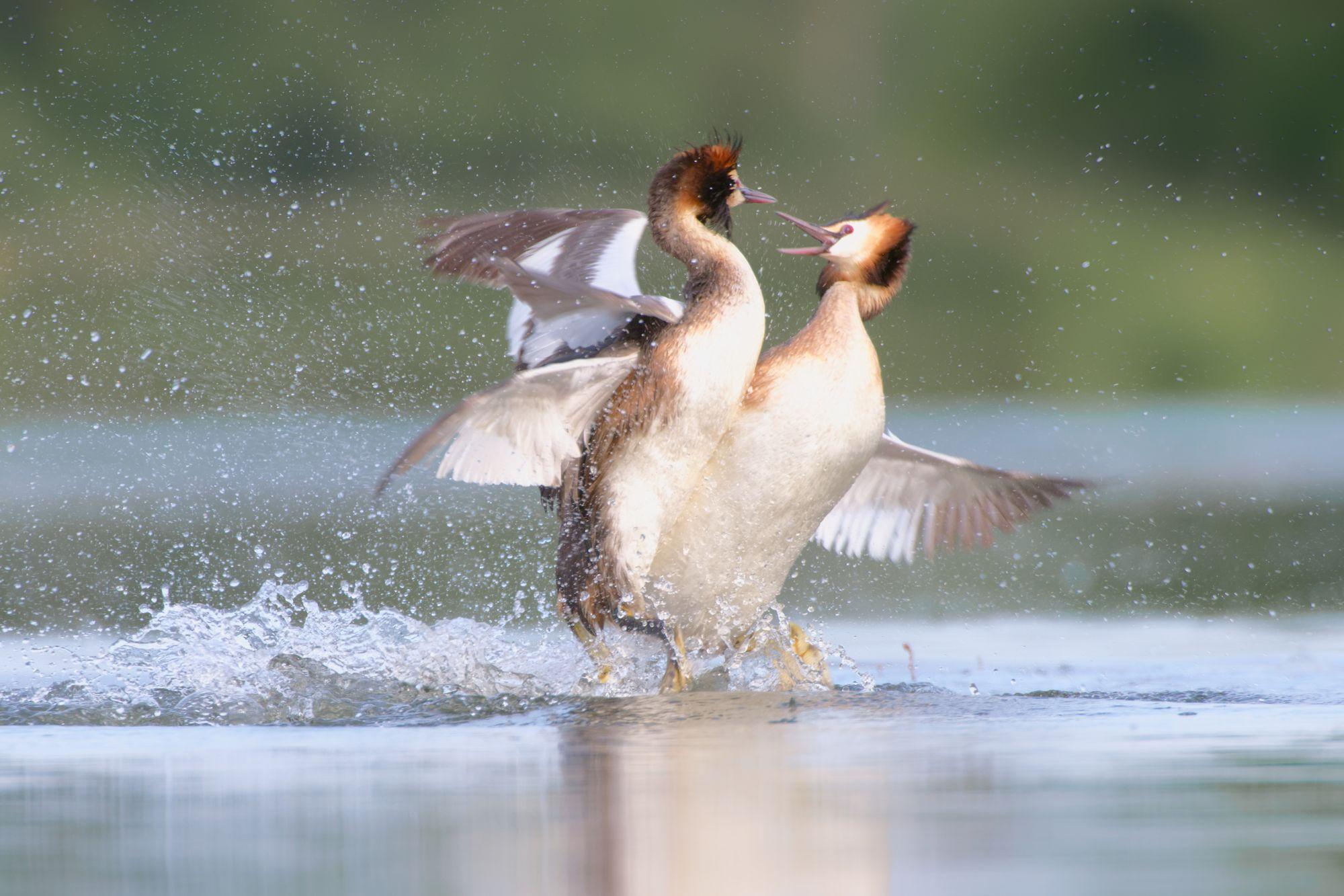 Conflit entre Grèbes huppés