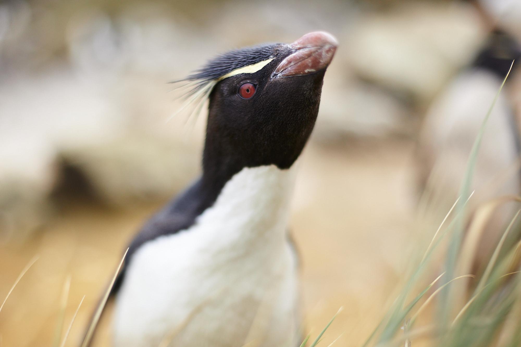 Un Gorfou Sauteur si curieux que j'a pu lui tirer le portrait au 50mm (Falklands, 2016)