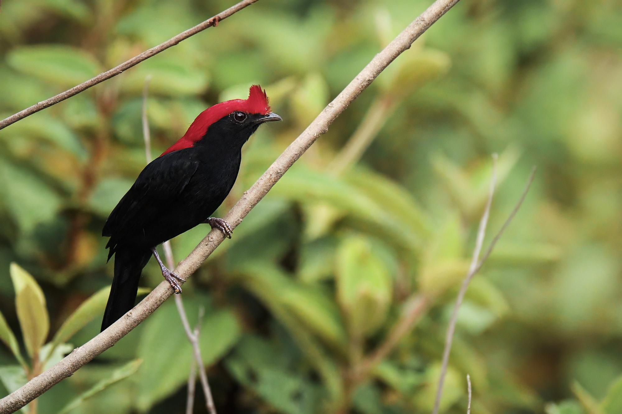 Un Manakin casqué