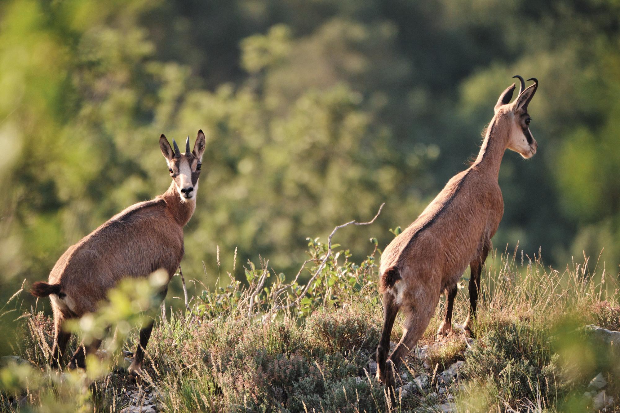 Deux chamois sur la Sainte Victoire
