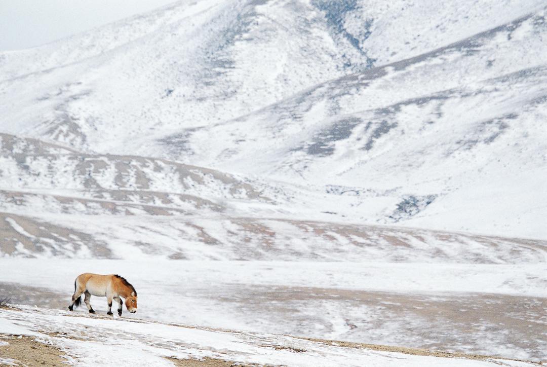 étalon de Przewalski