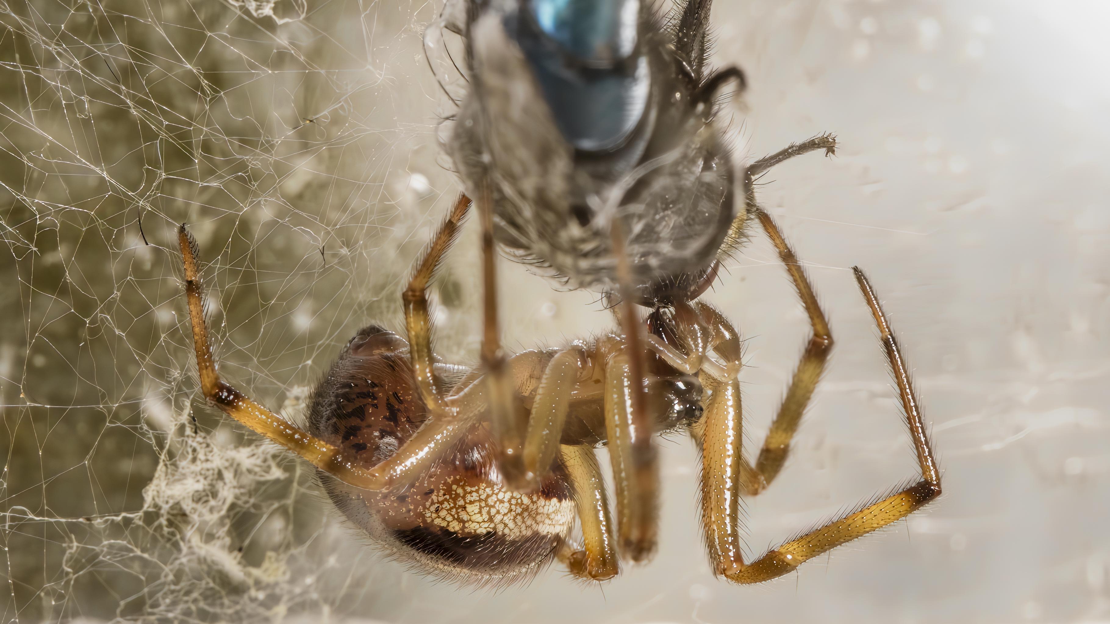 Steatoda nobilis en plein repas