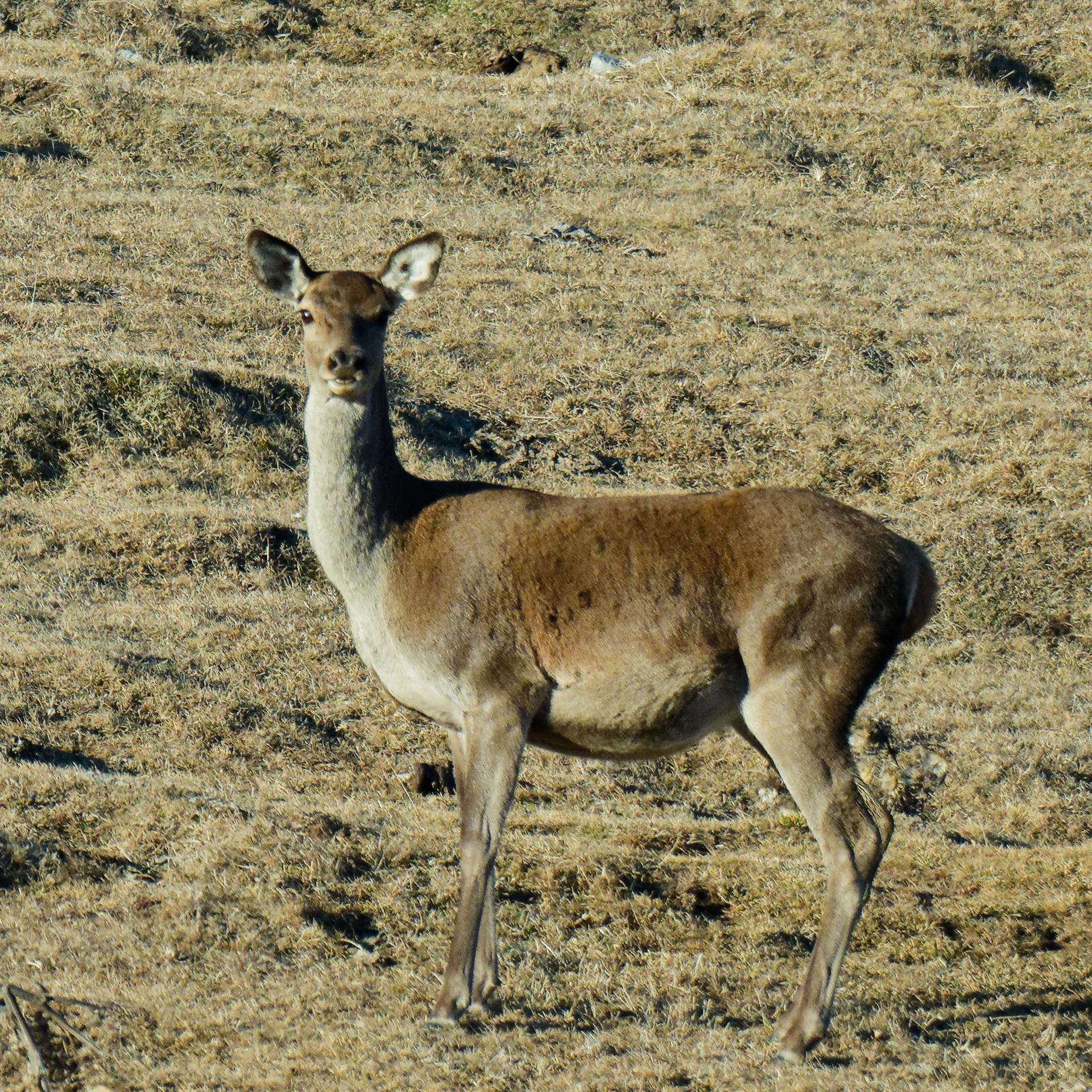 Biche Cerdagne