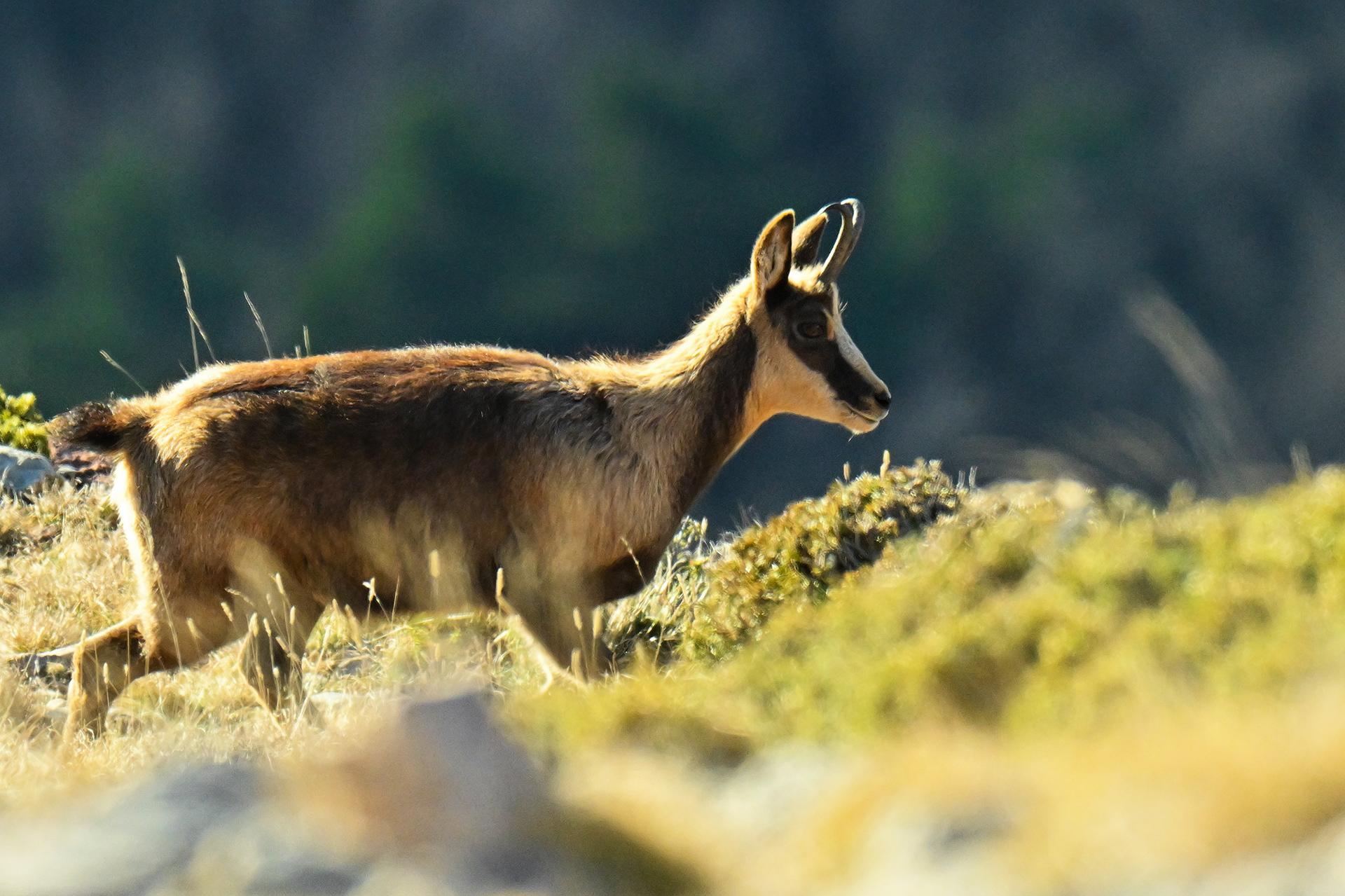 Izard Cerdagne