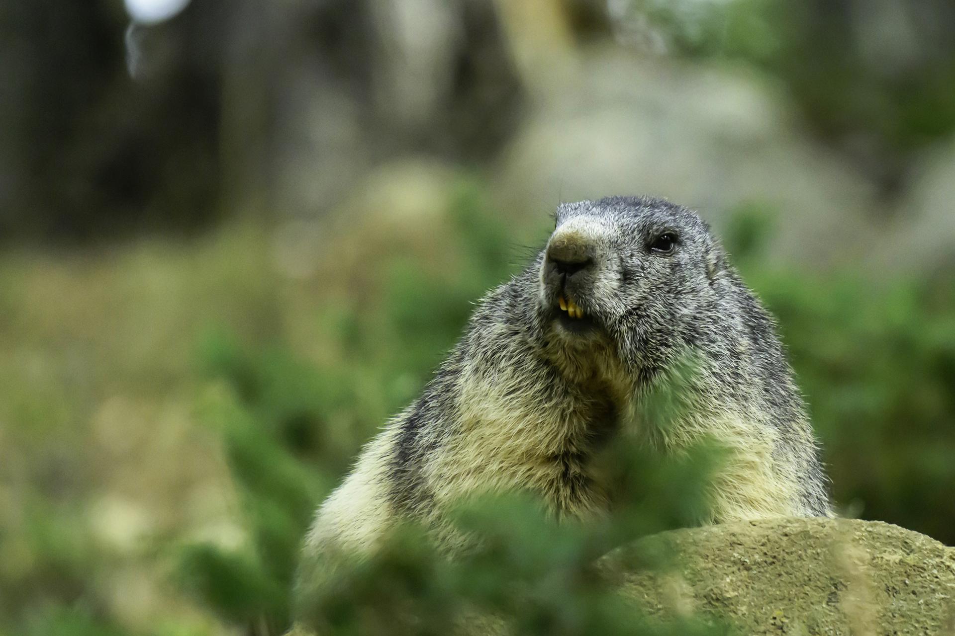 Marmotte