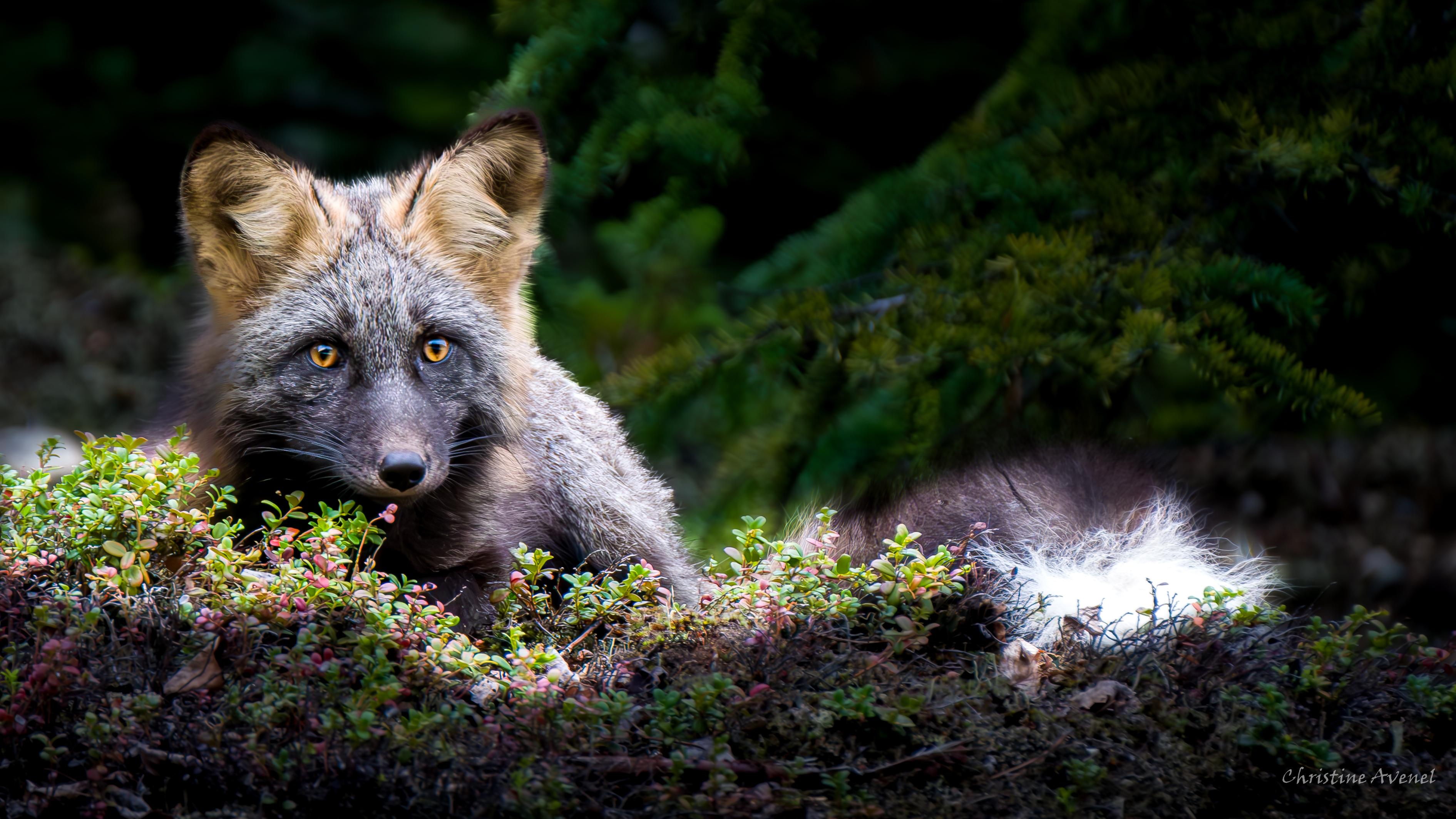 Renard canadien - Yukon 2023 - affût