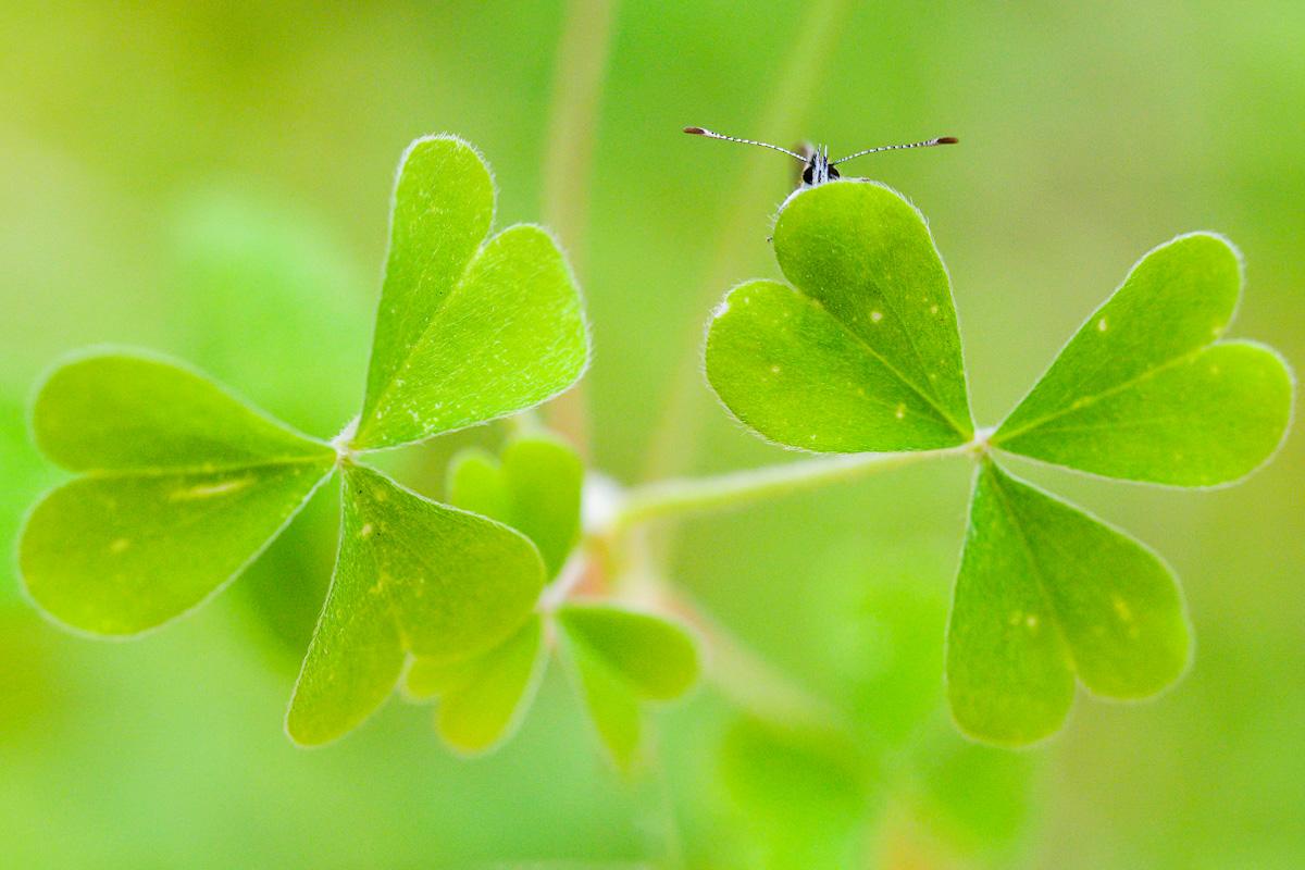 Azuré de l'héliotrope (Freyeria trochylus)