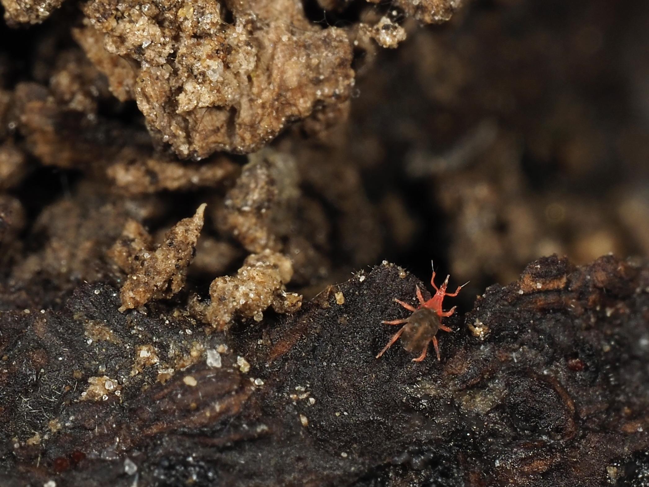 Acarien  Bdellodes dans la litière .(0,7mm)