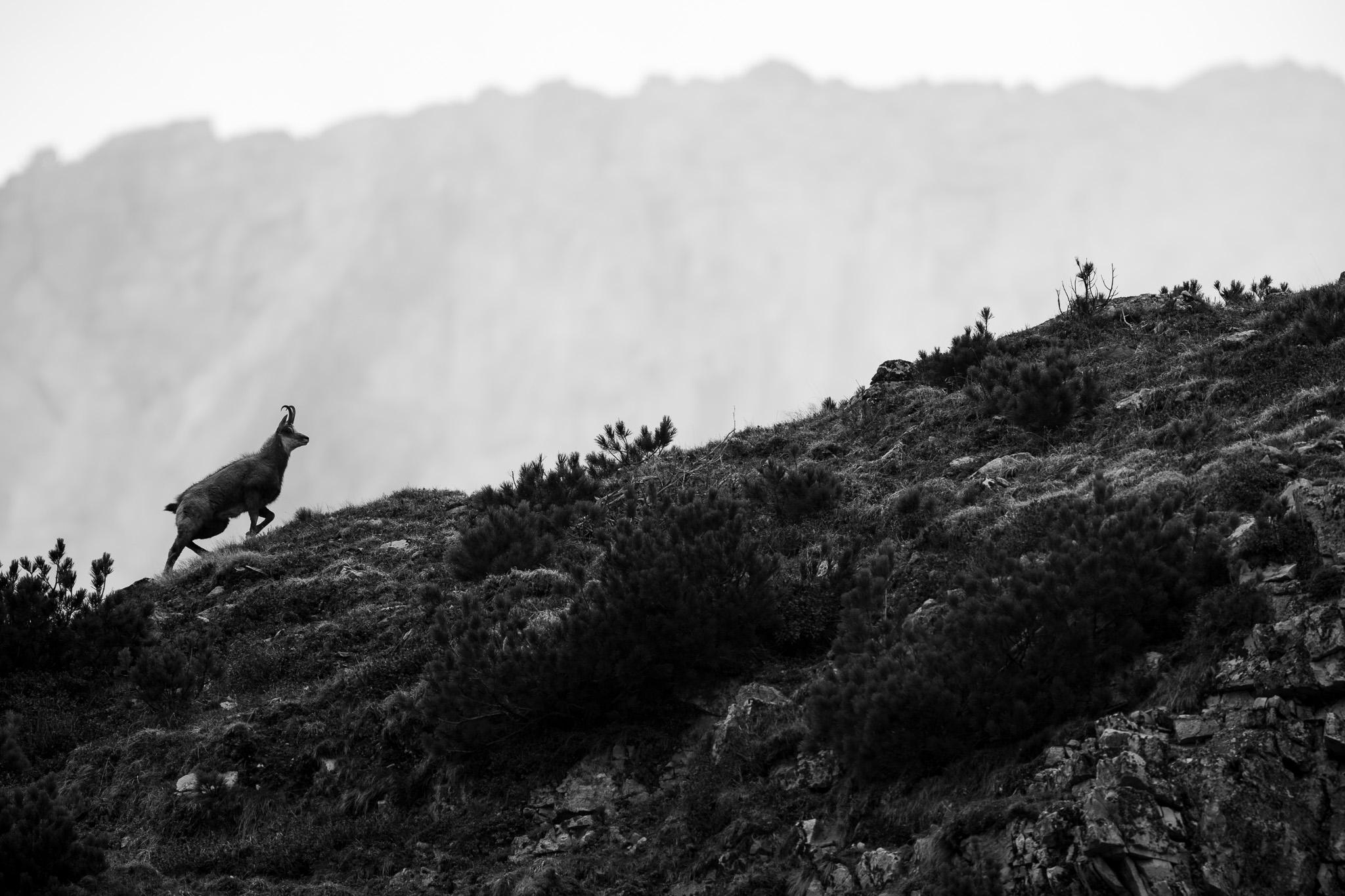 Chamois en danoise